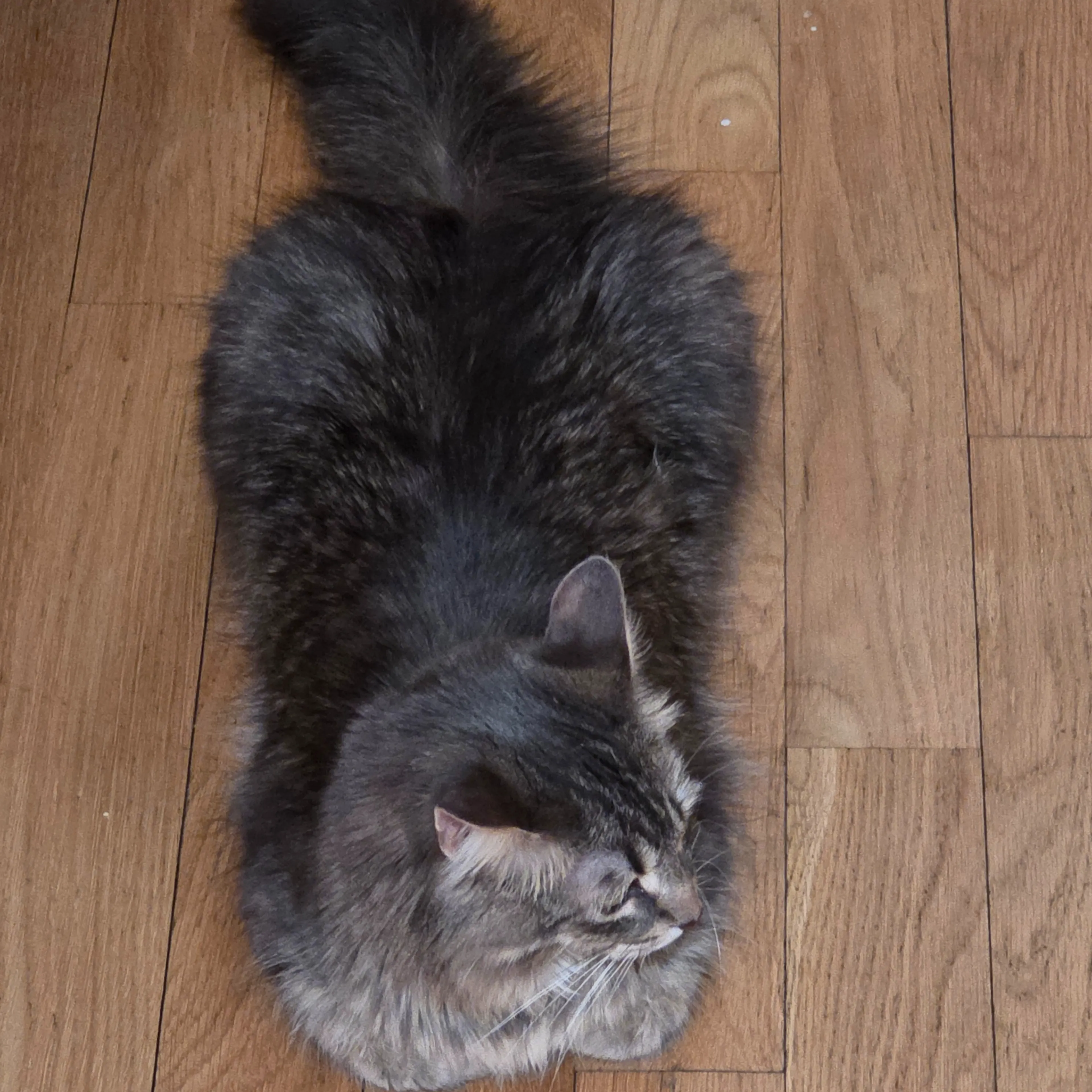Lost pet-3
