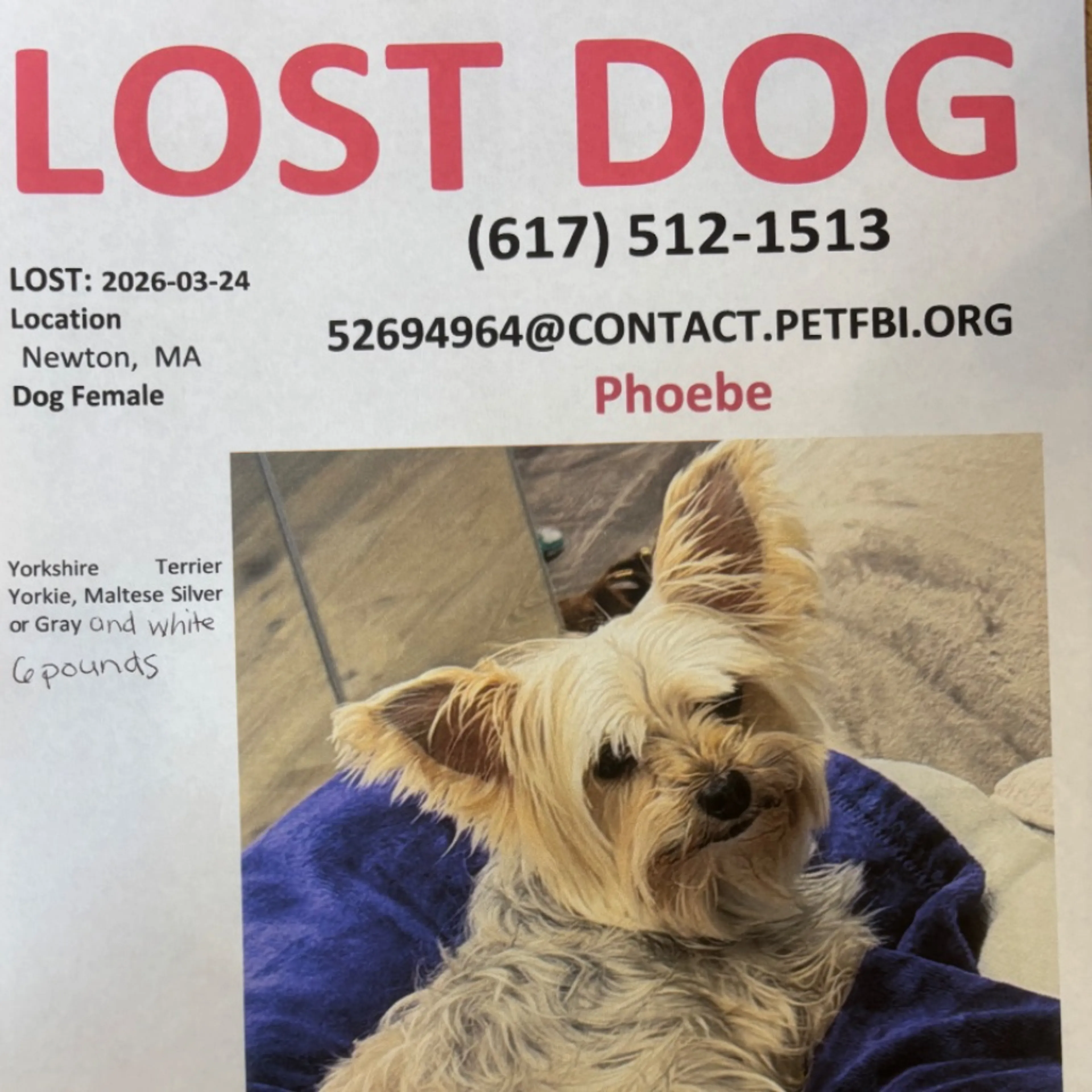 Lost pet-0