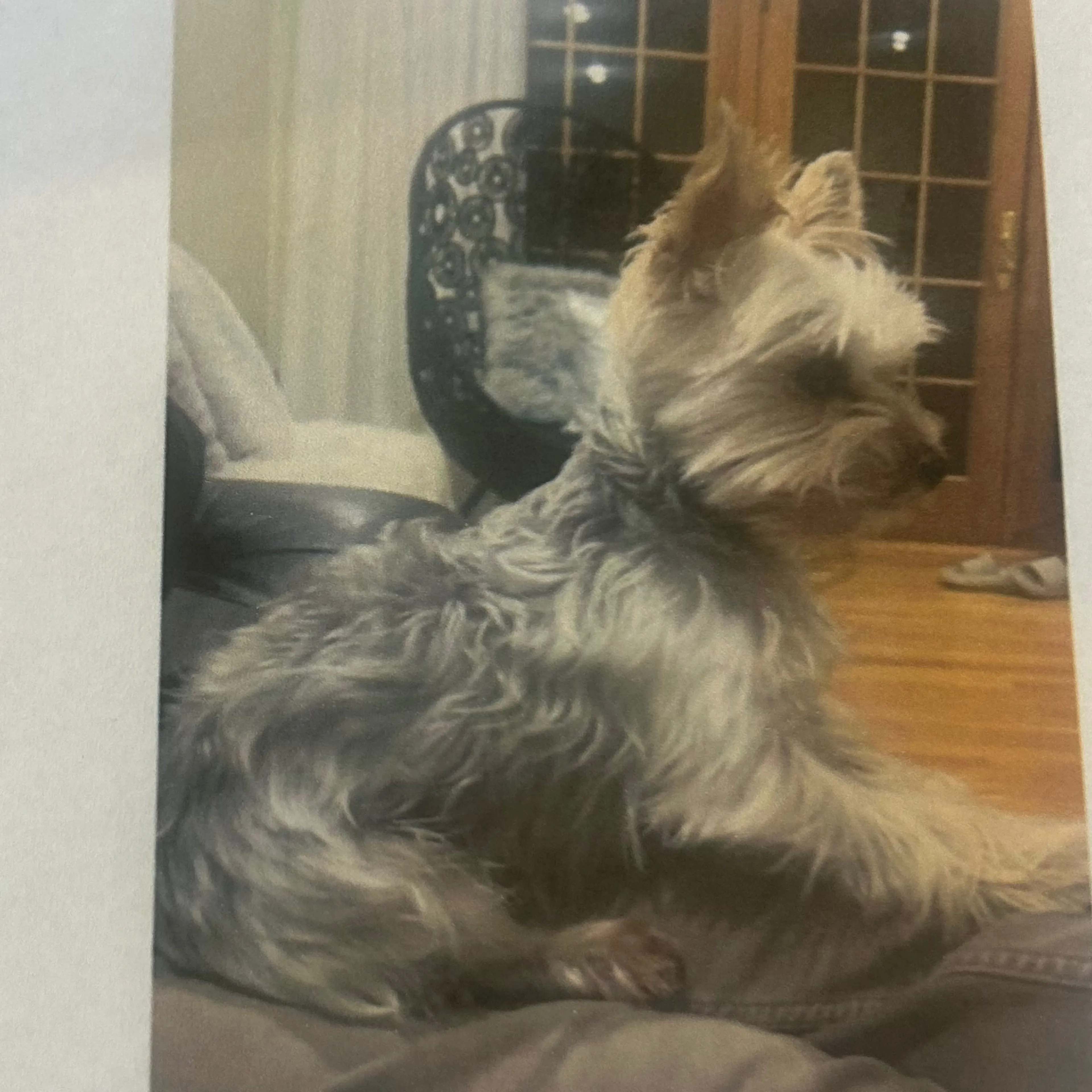 Lost pet-1
