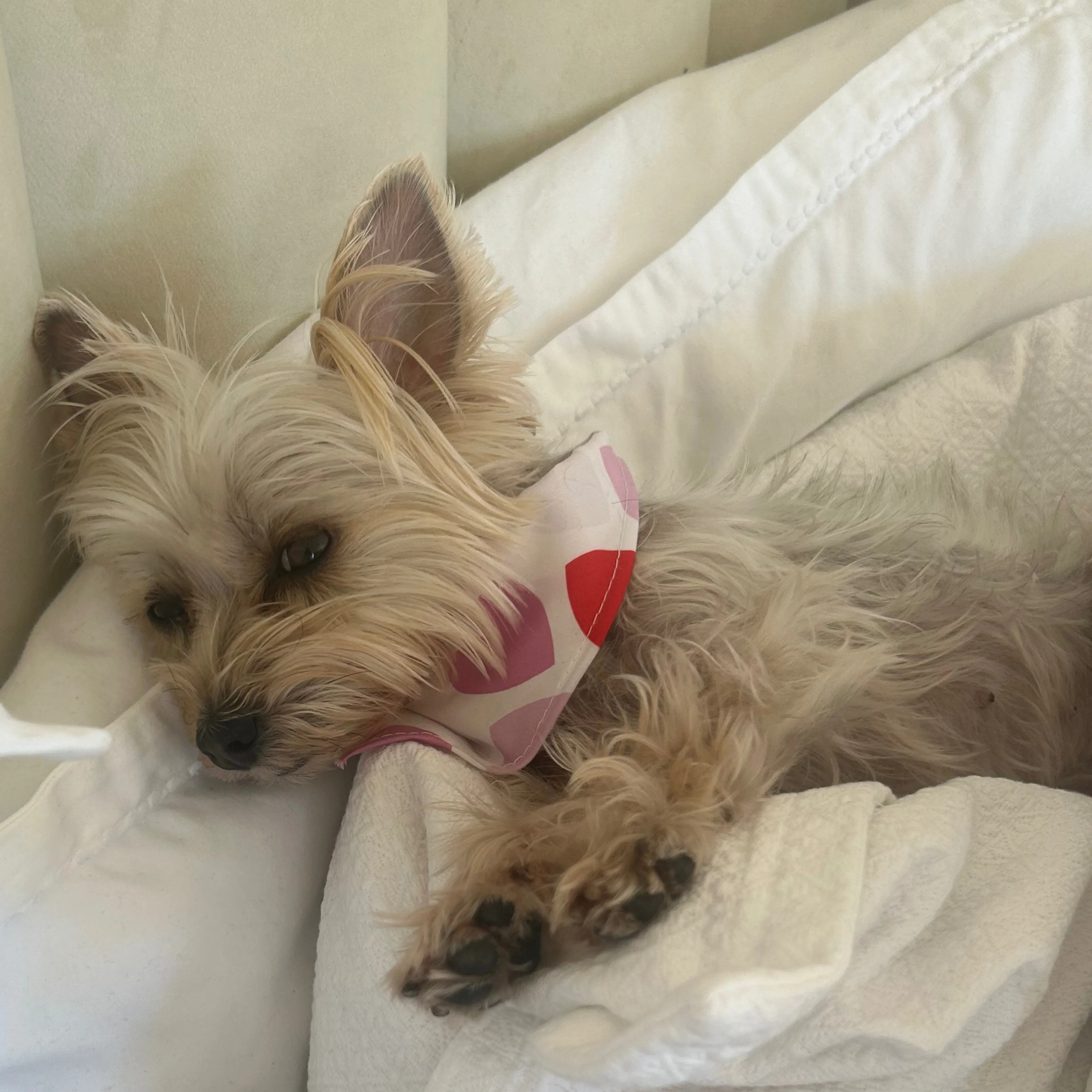 Lost pet-2