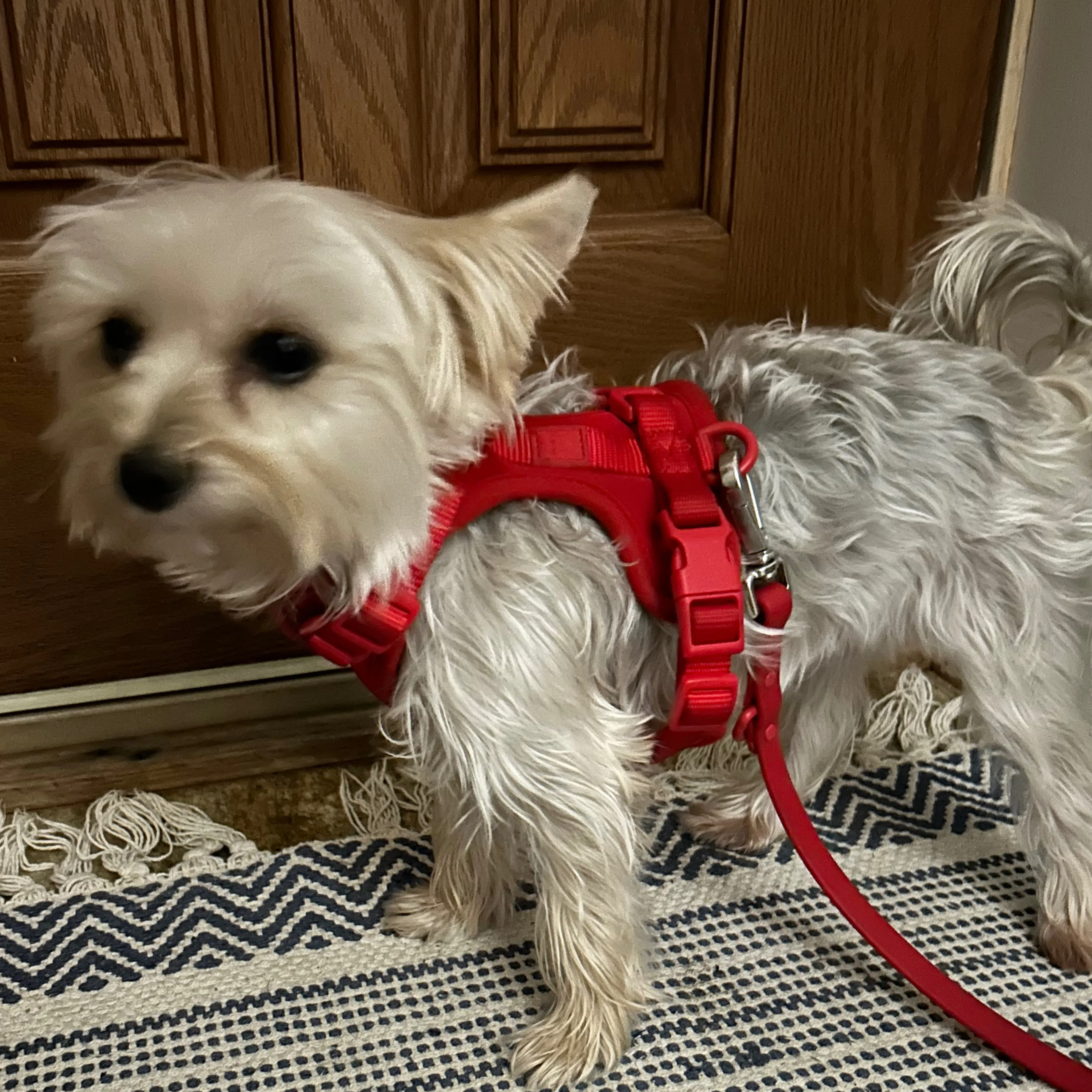Lost pet-3
