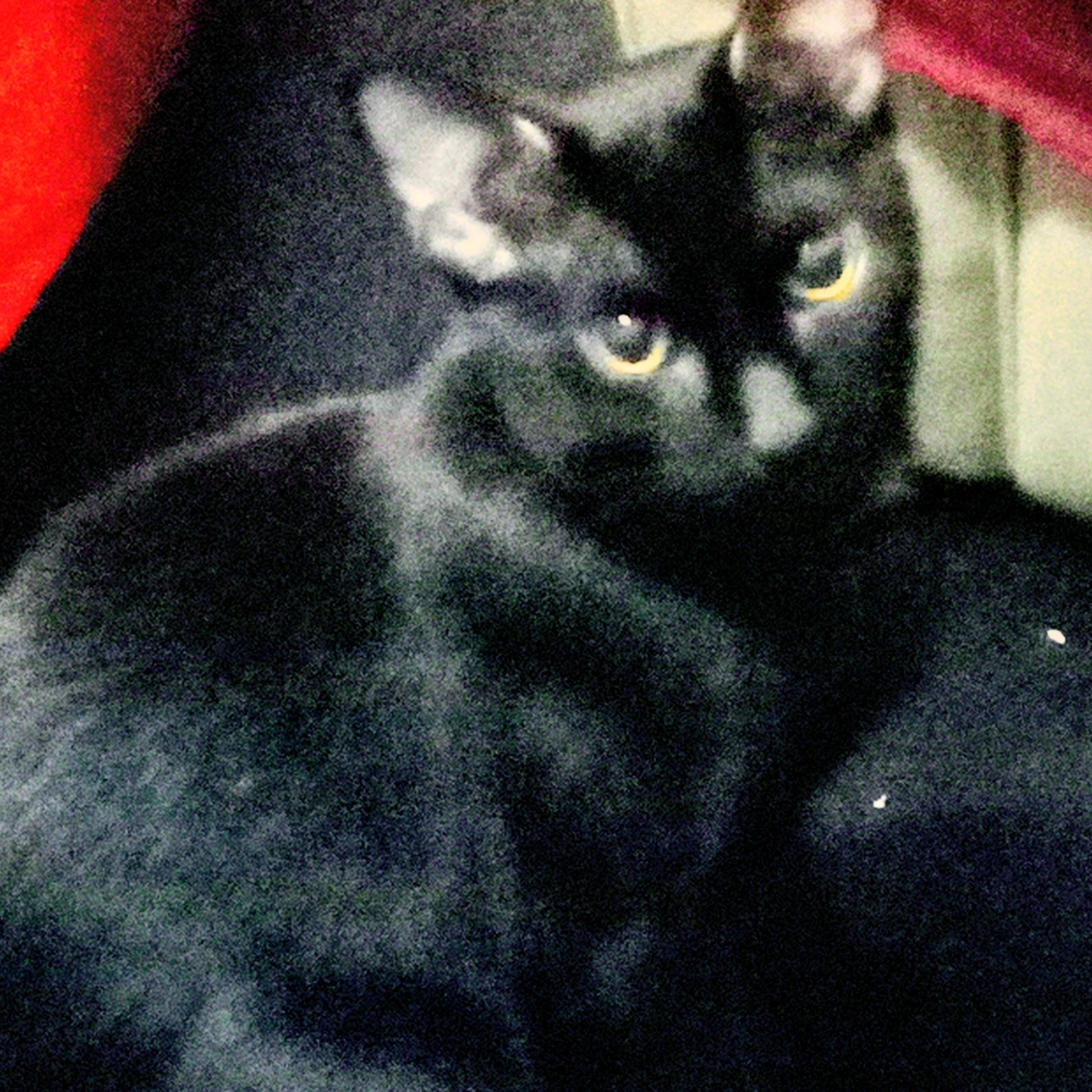 Lost pet-1