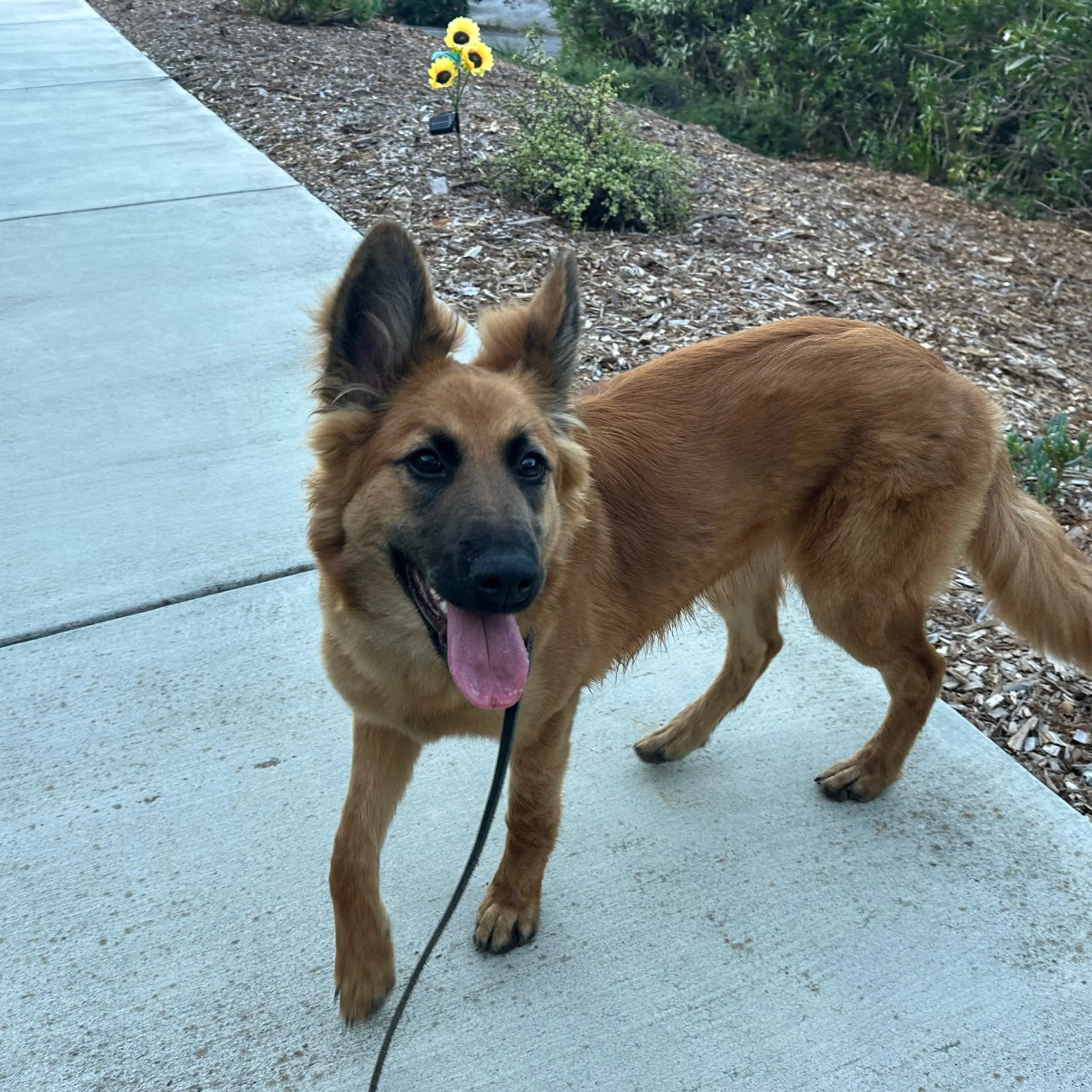 Found pet-1