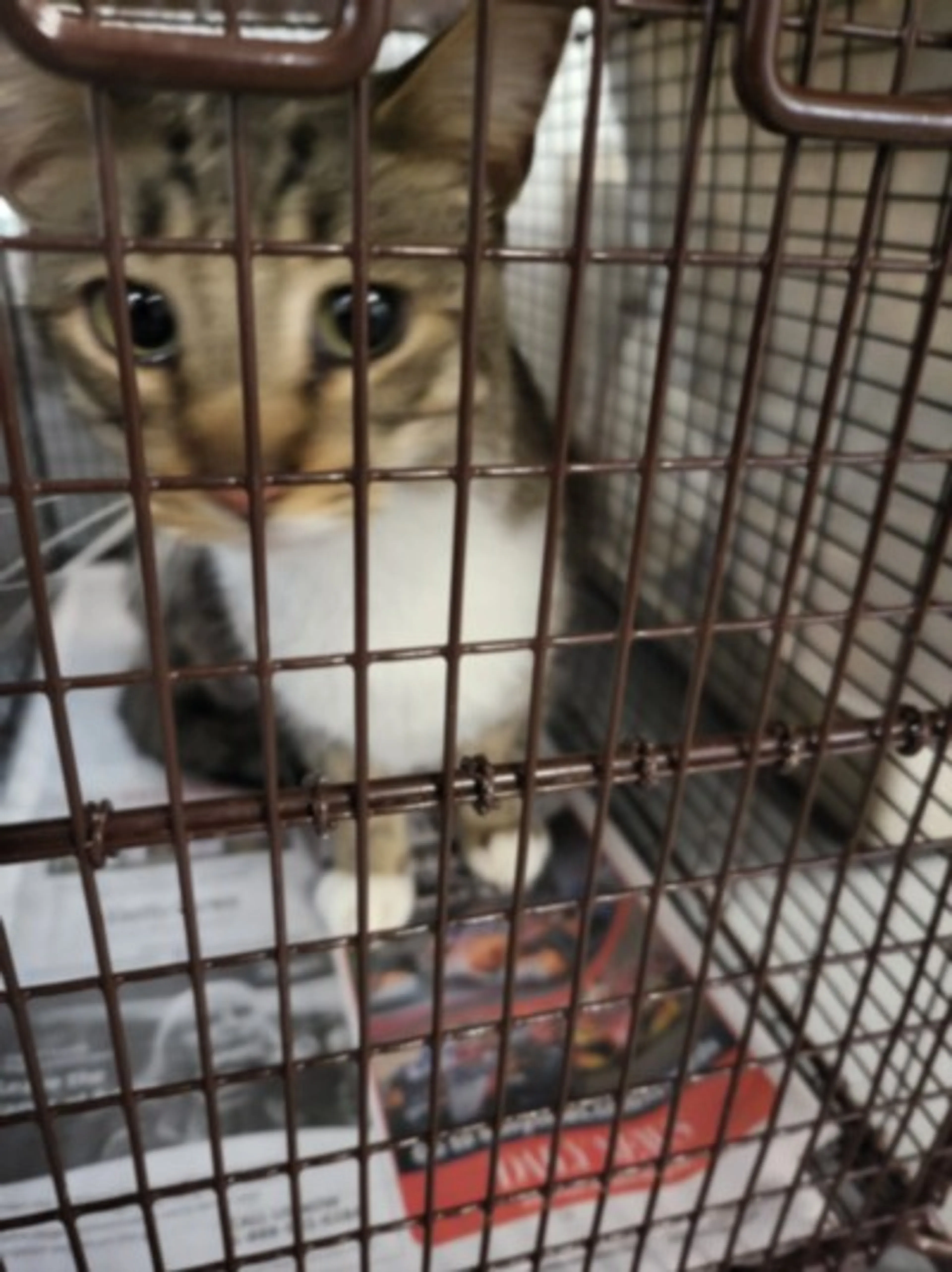 Found pet