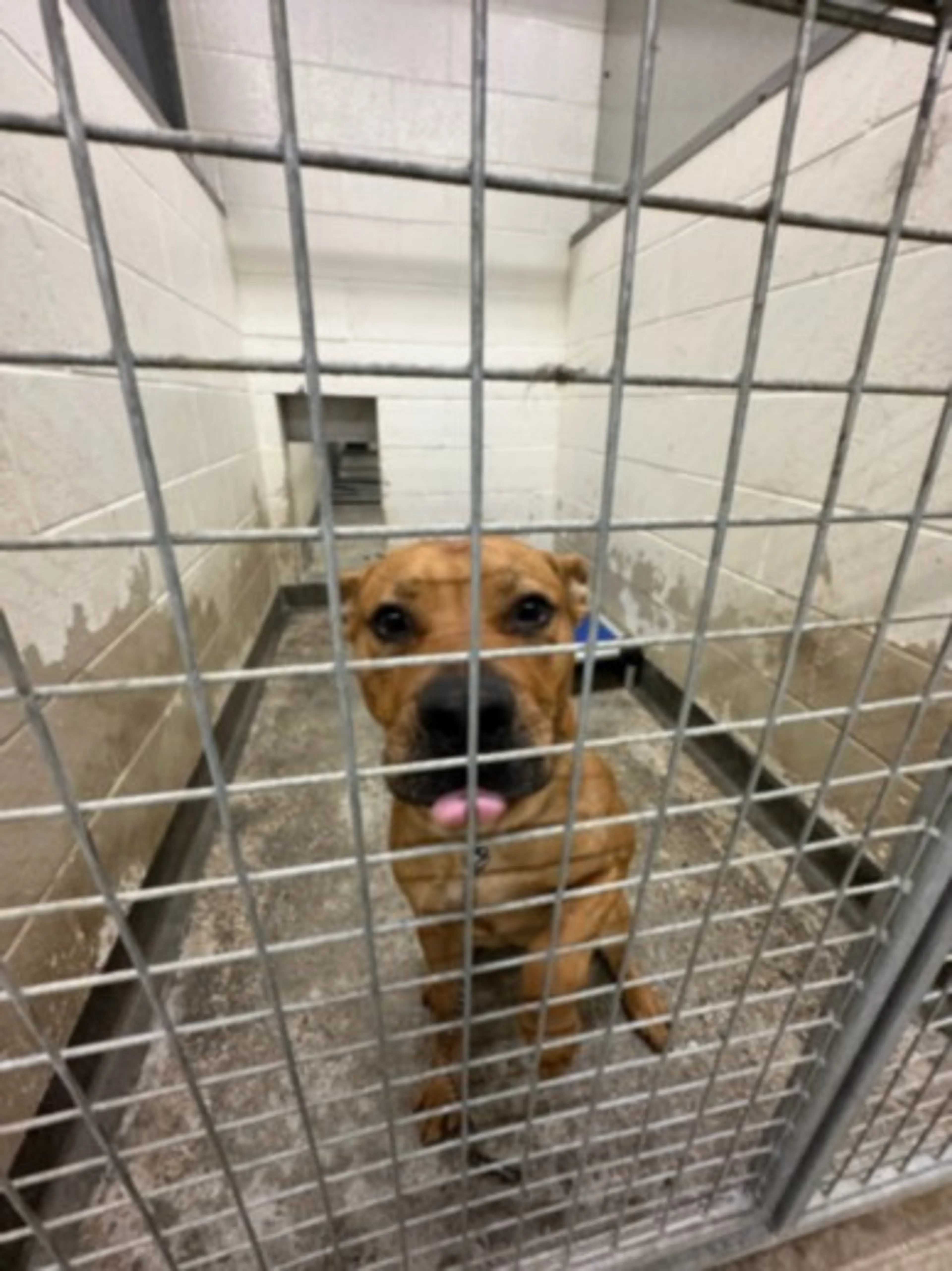Found pet