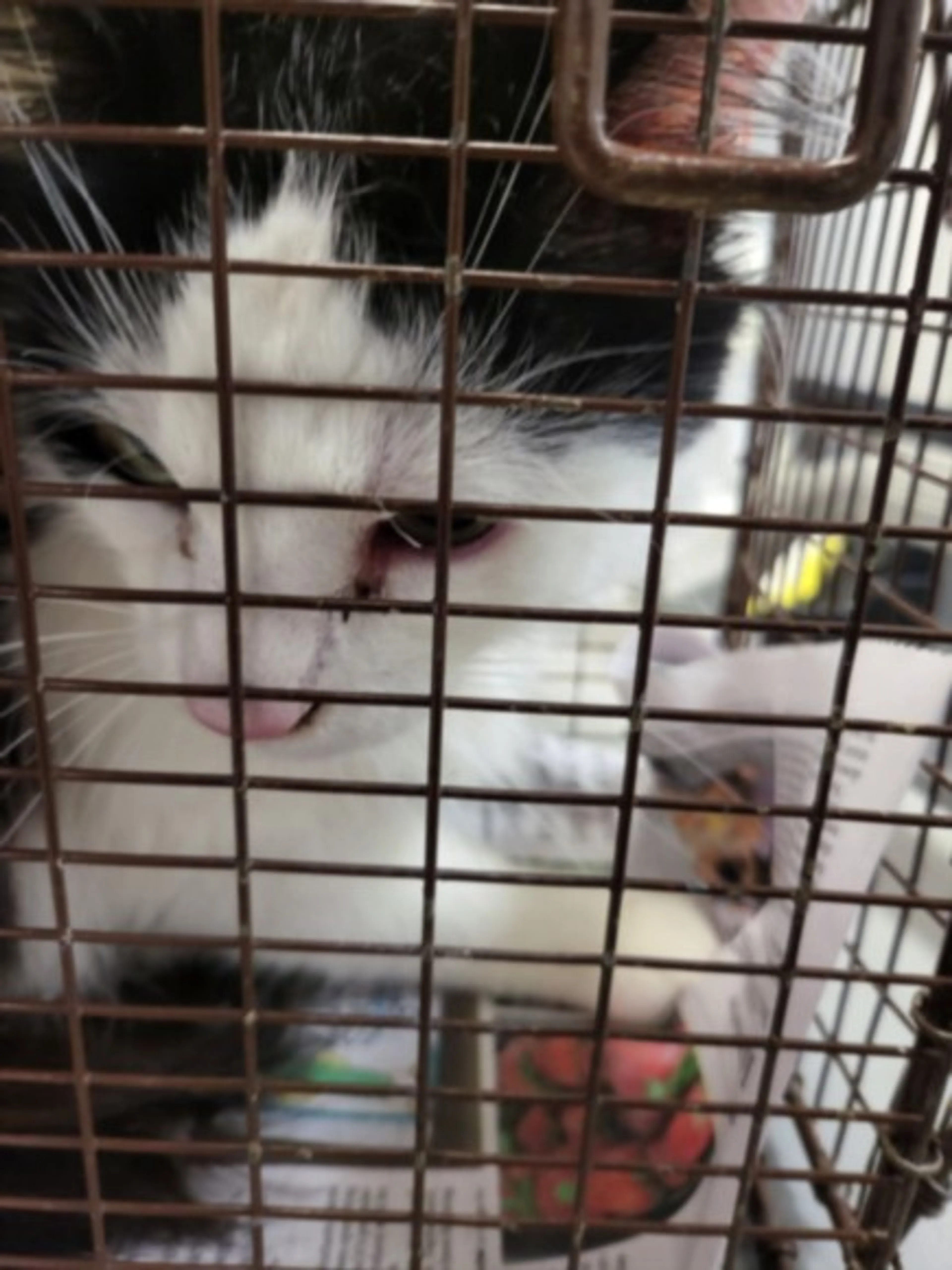 Found pet