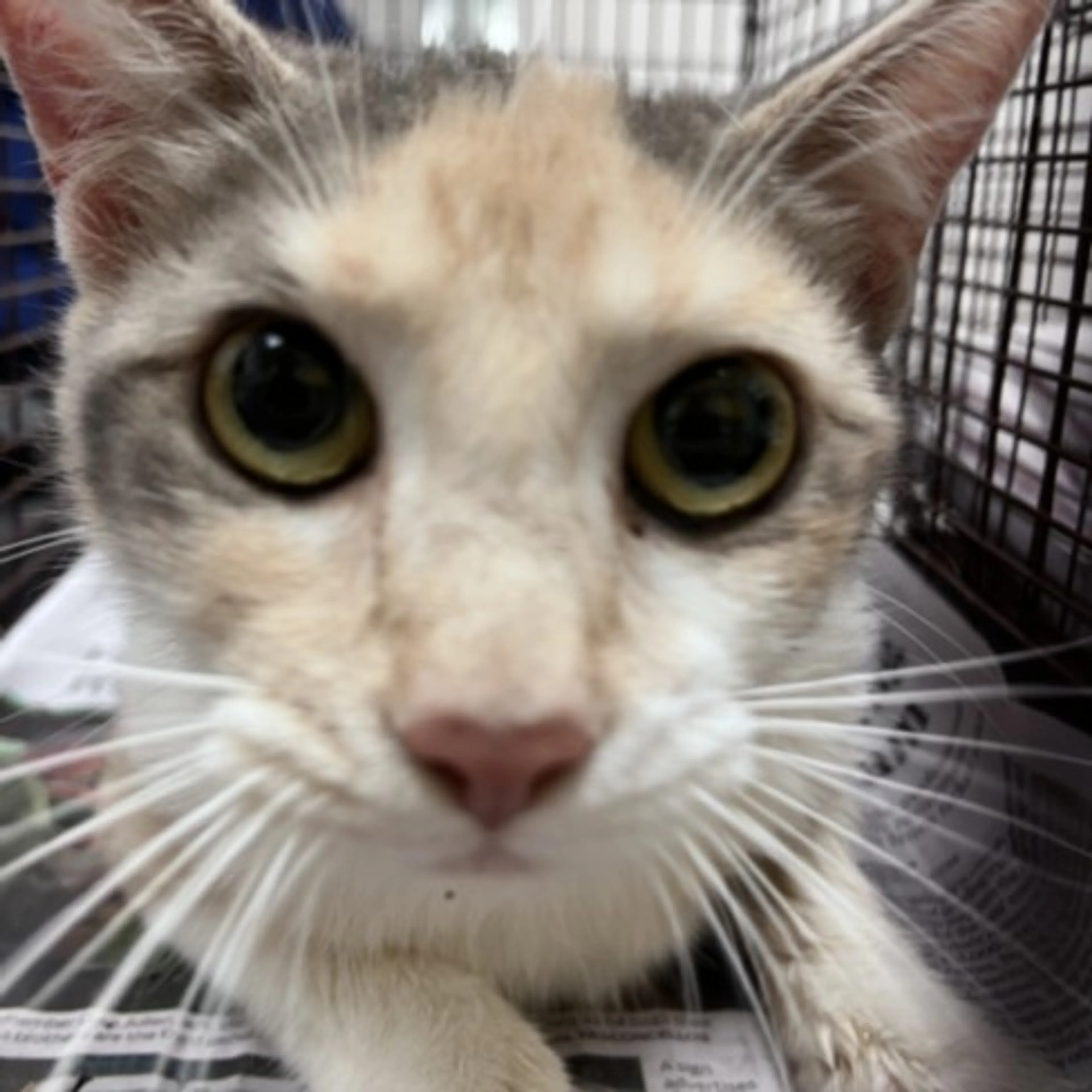 Found pet