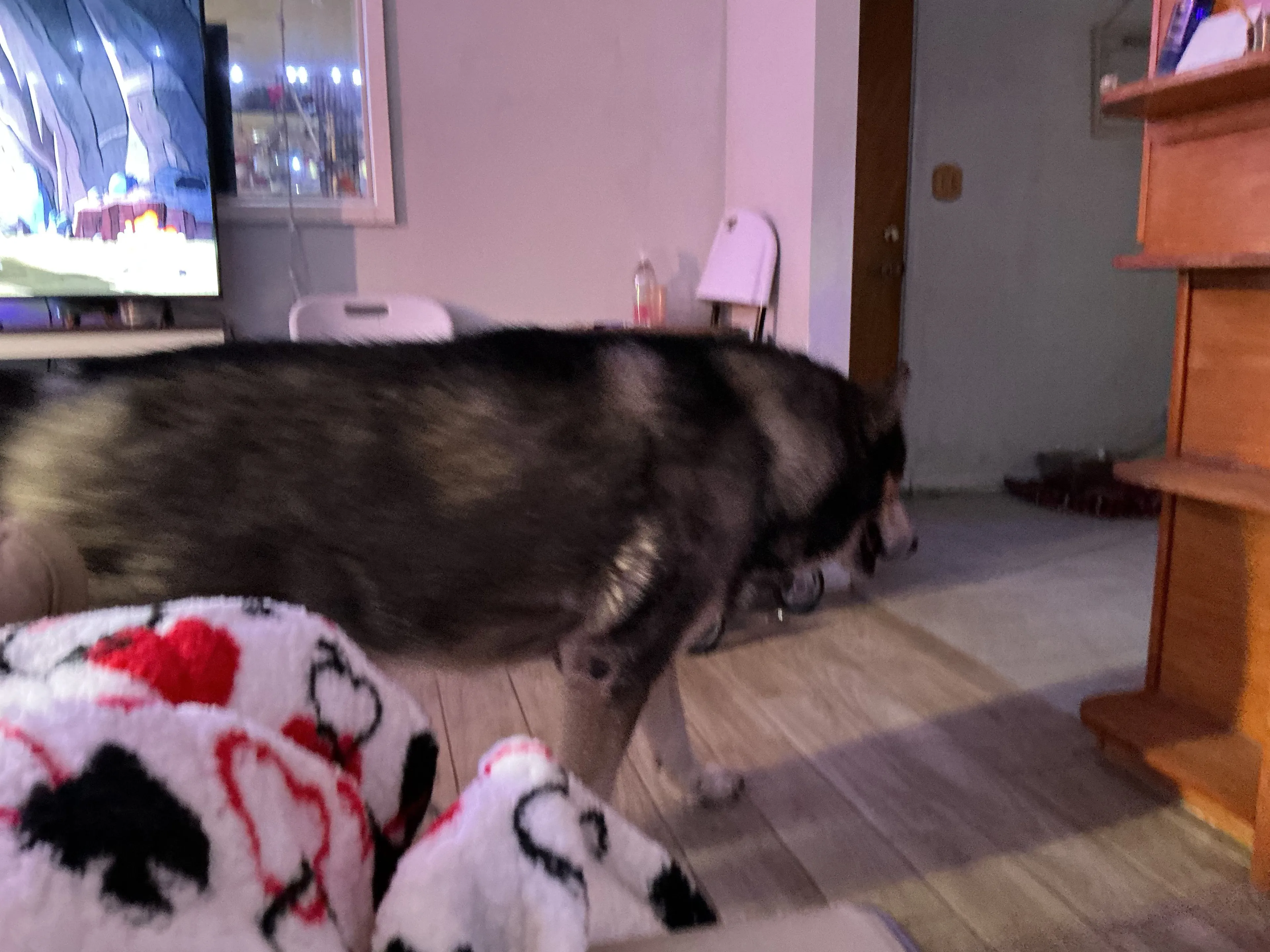Lost pet-2