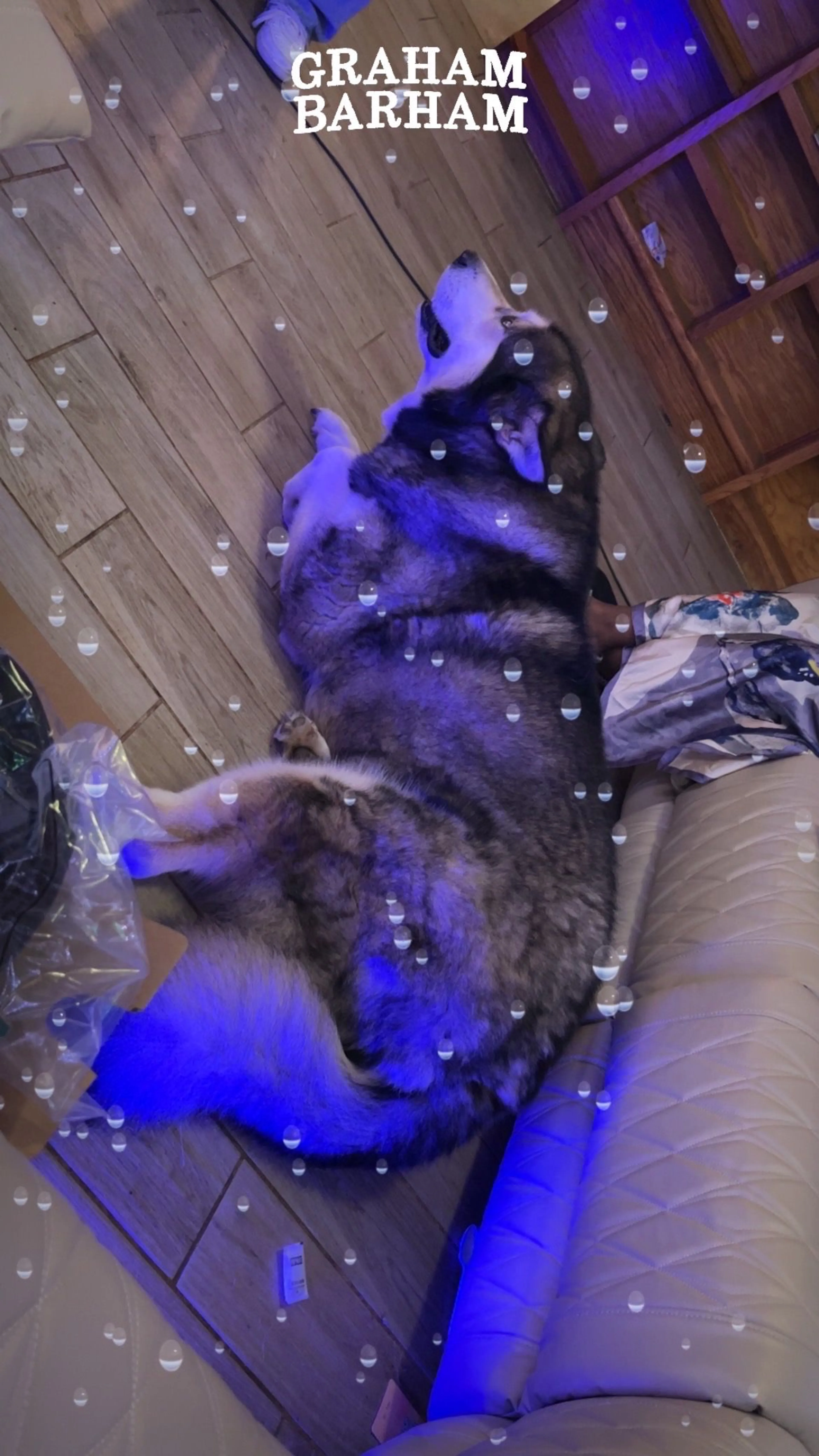 Lost pet-3