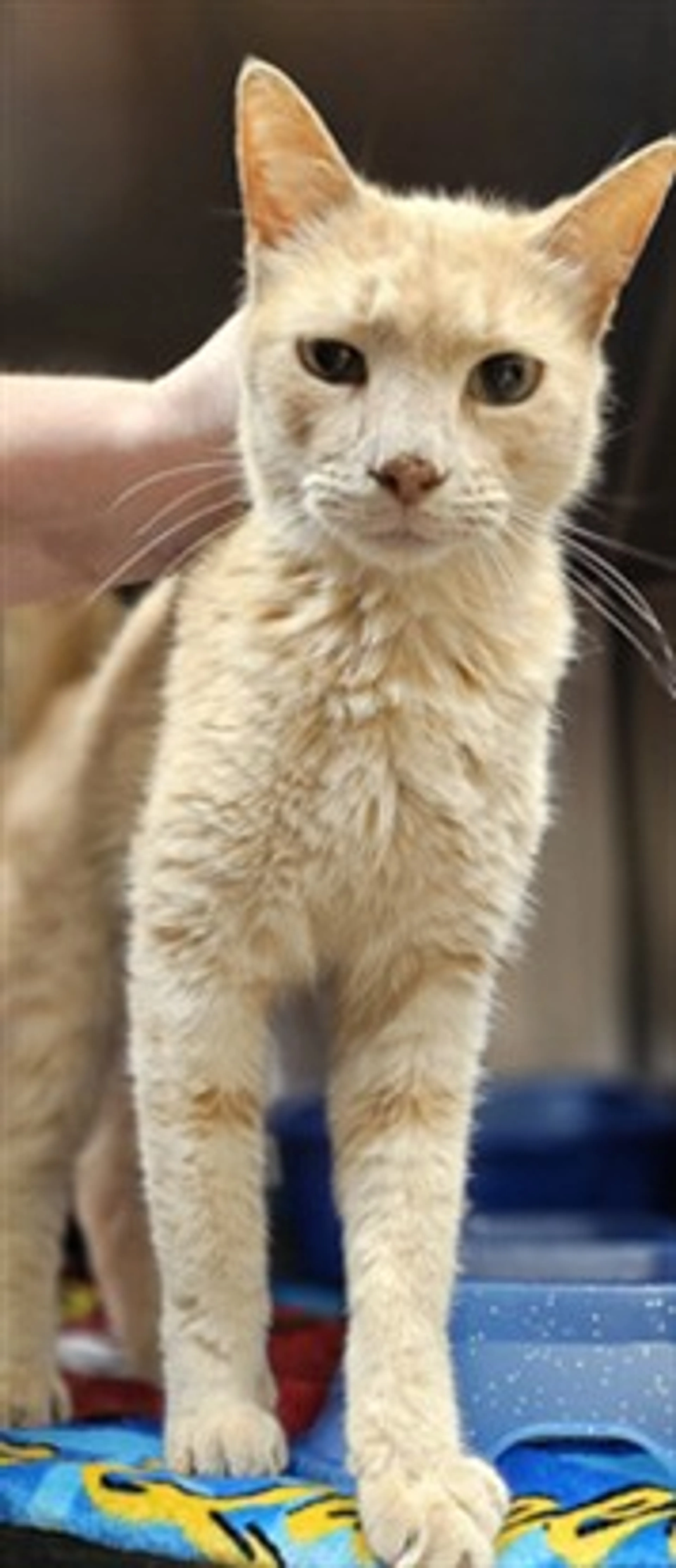 Found pet