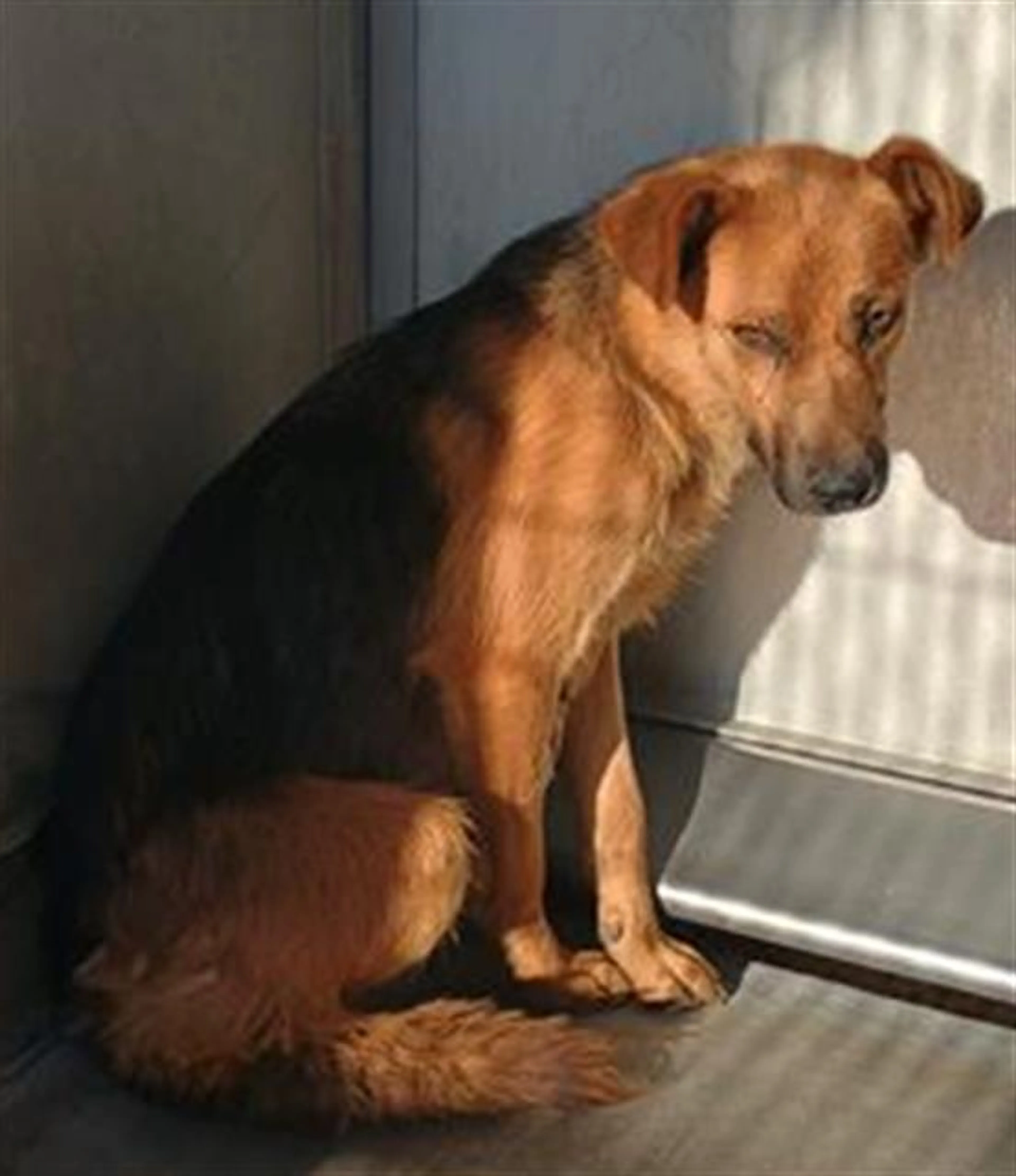 Found pet