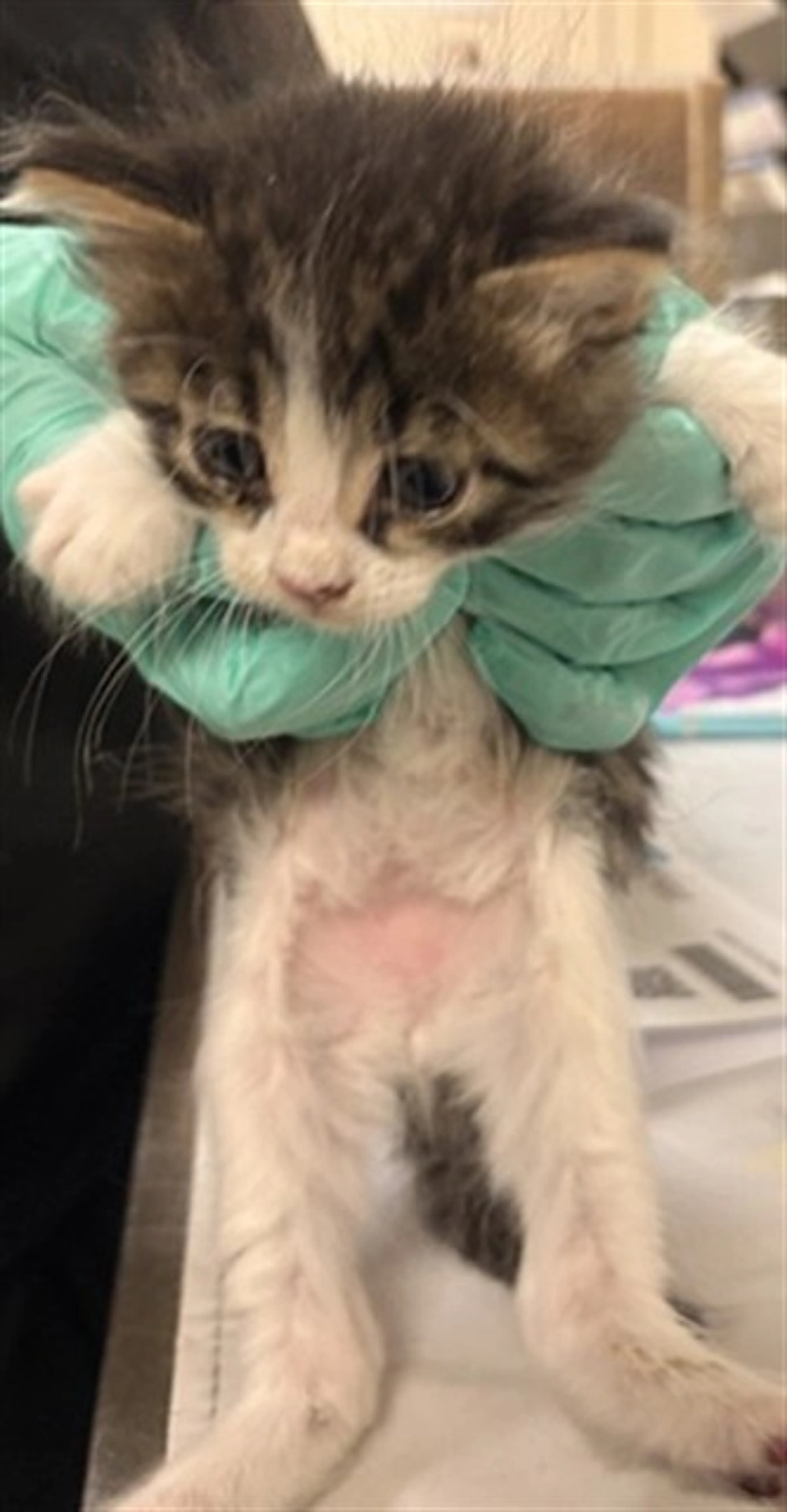 Found pet