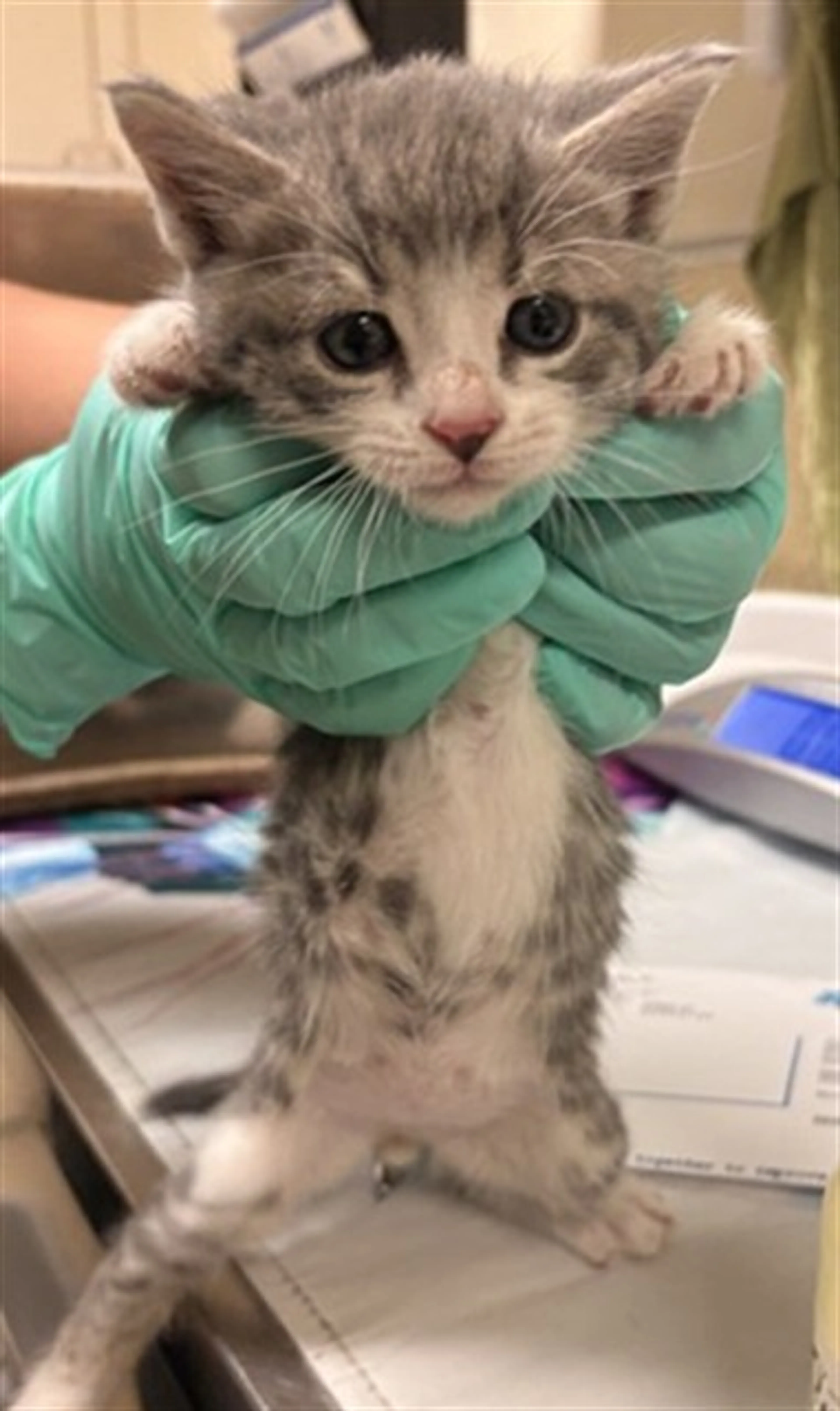 Found pet