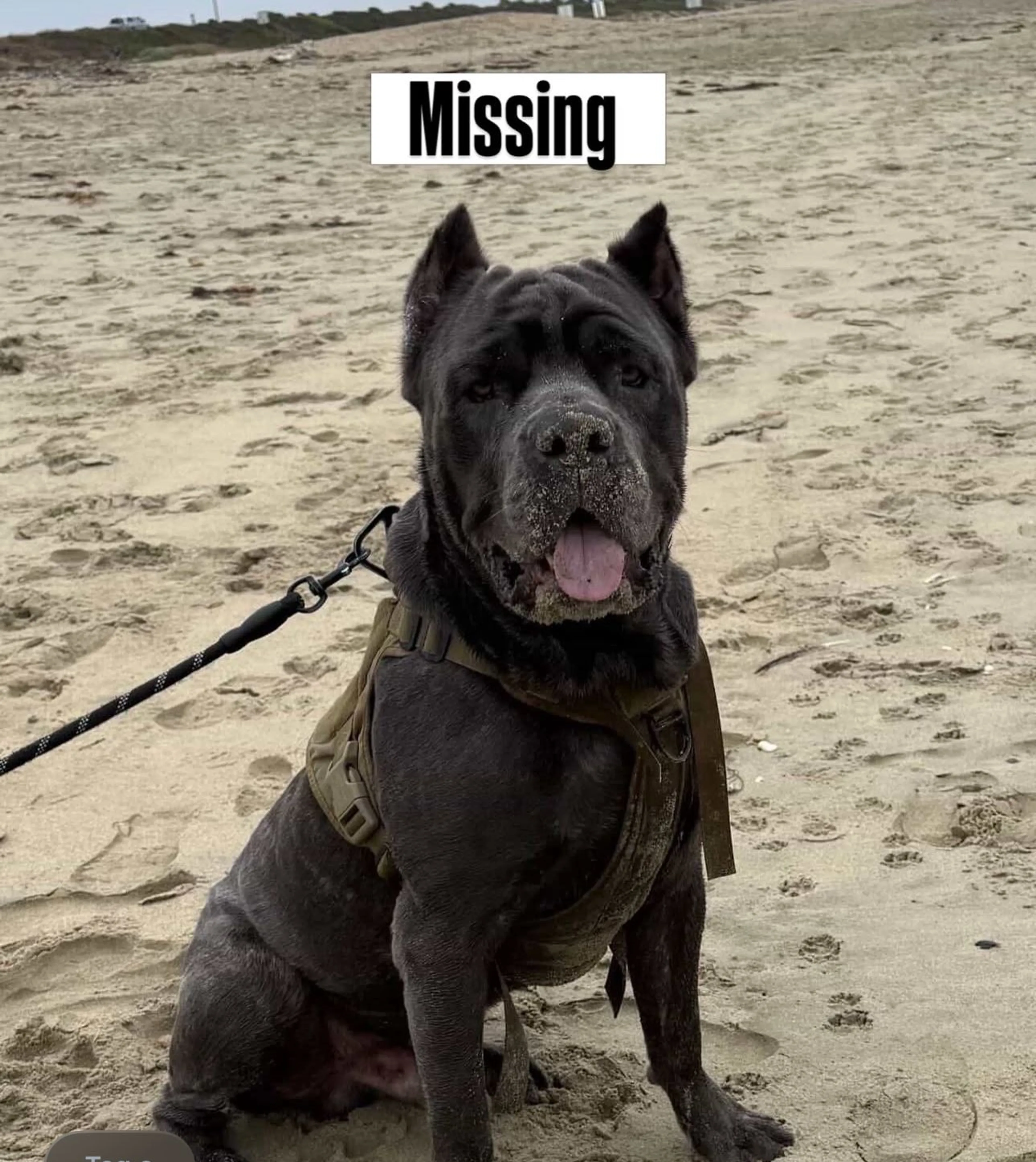 Lost pet