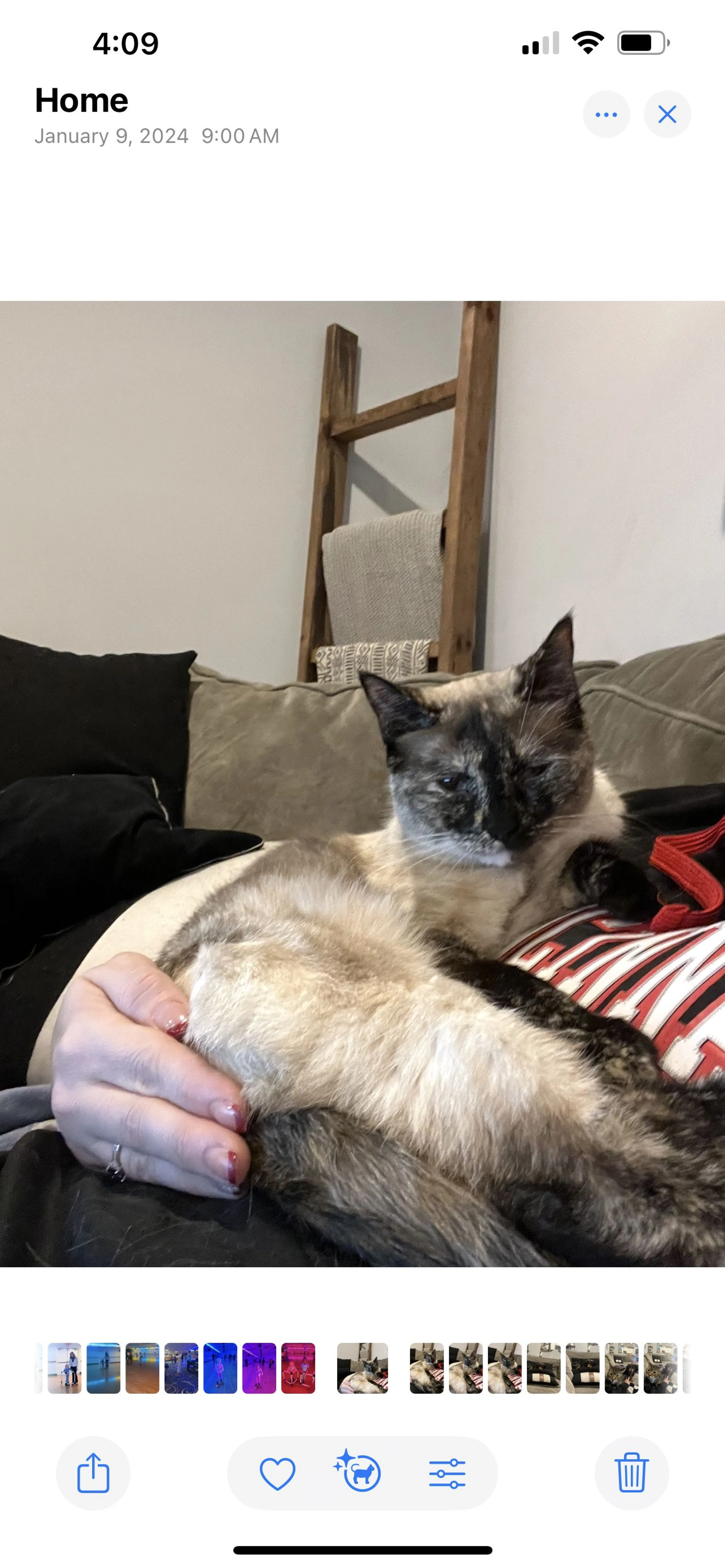 Lost pet-0