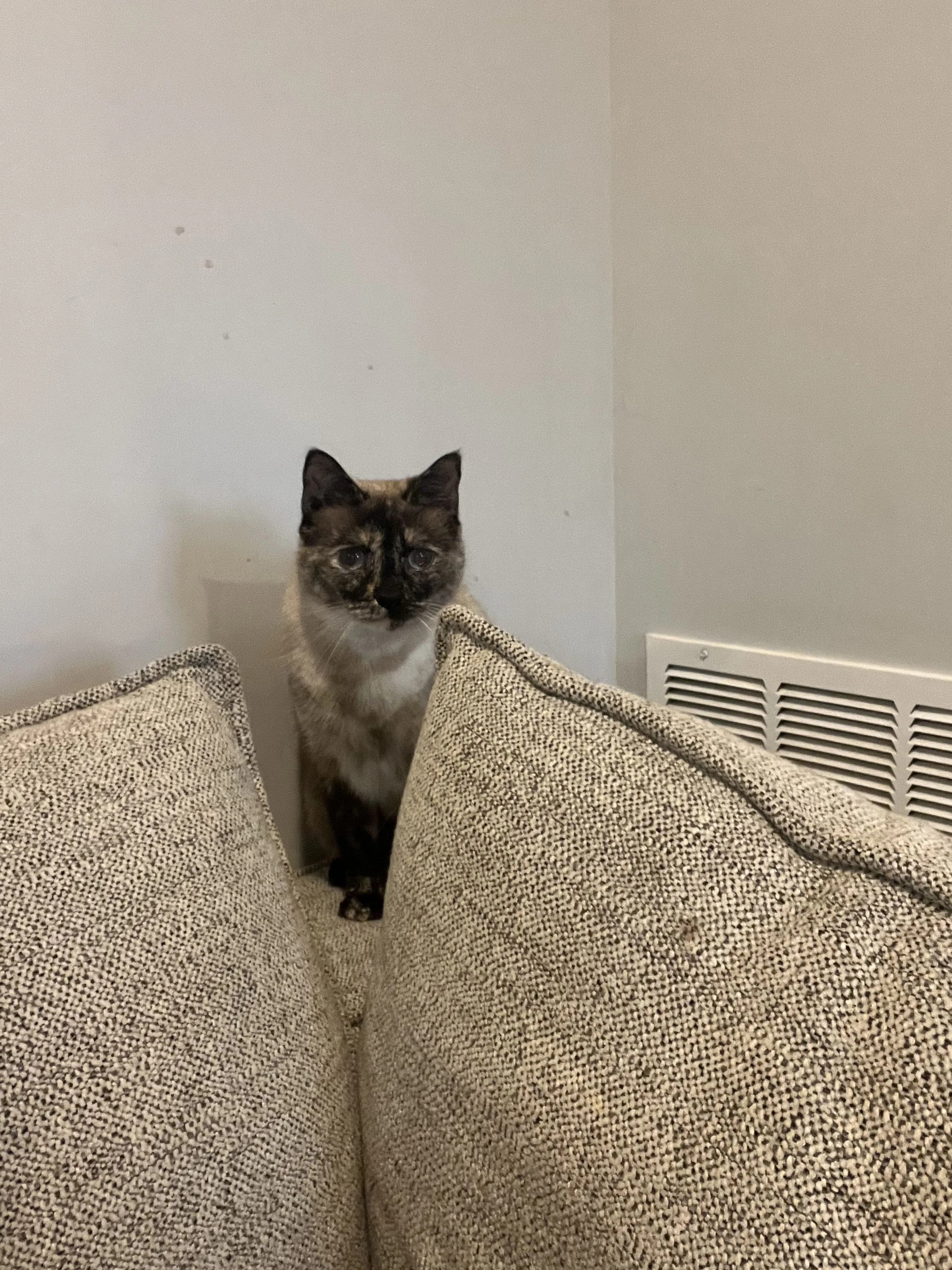 Lost pet-1