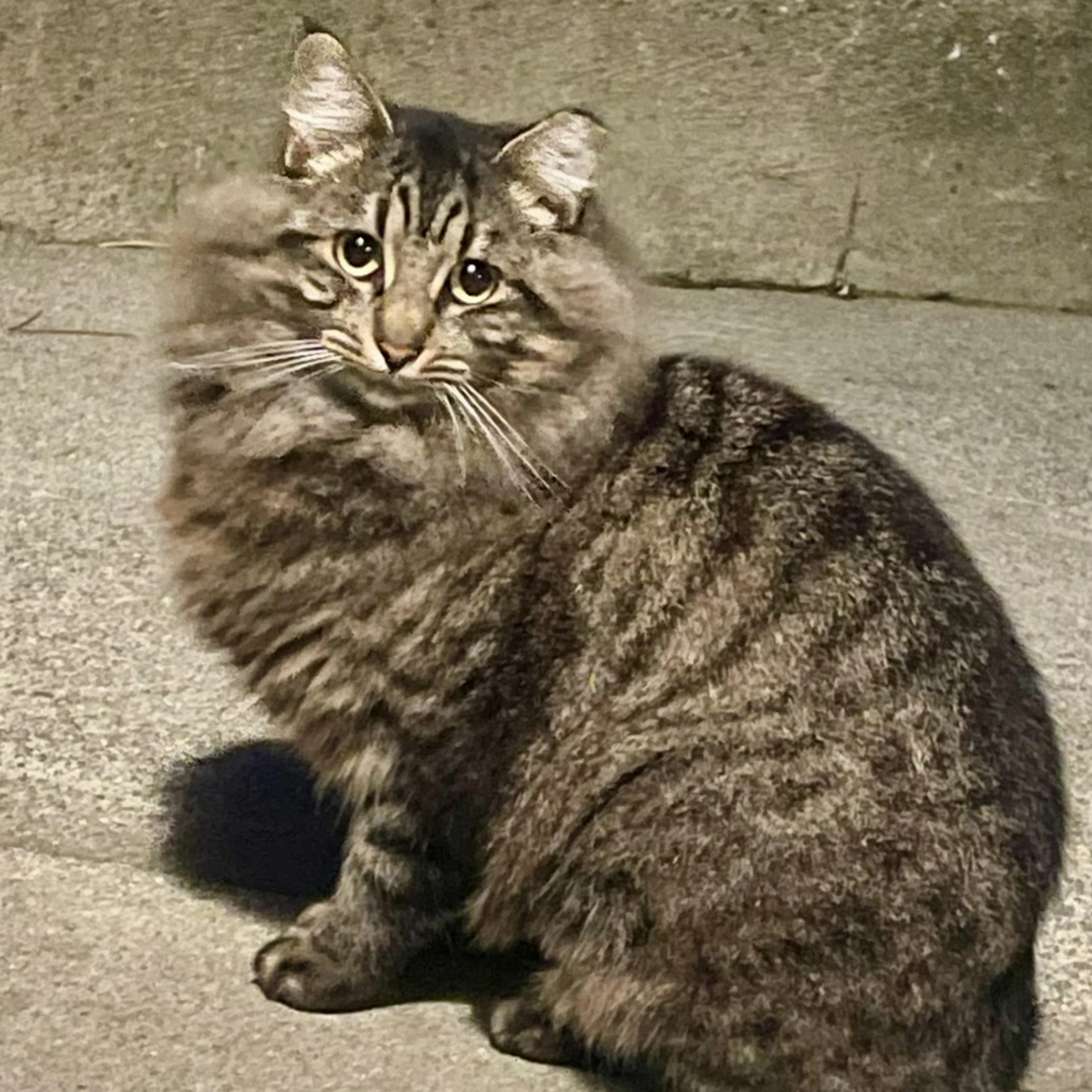 Found pet-2