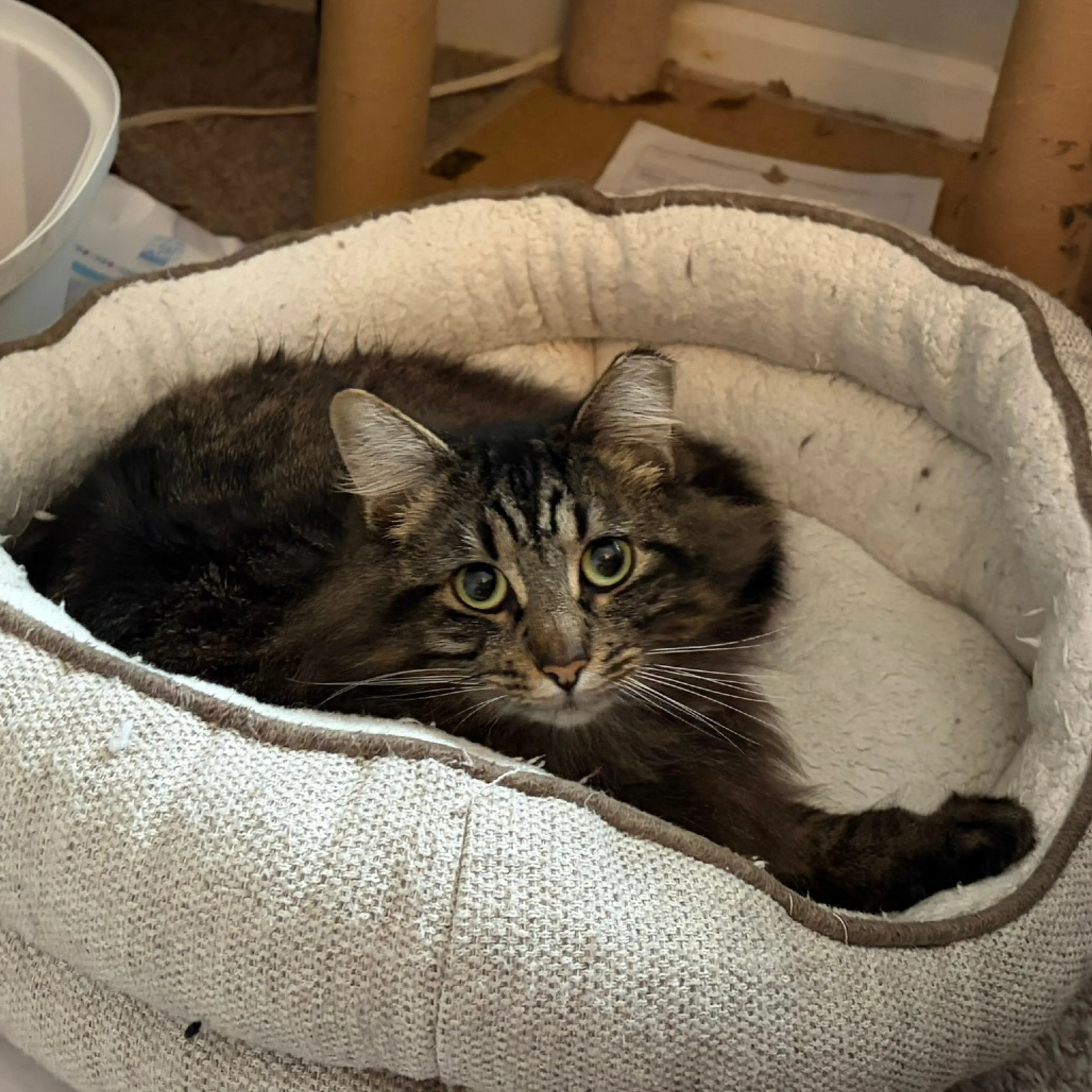 Found pet-1