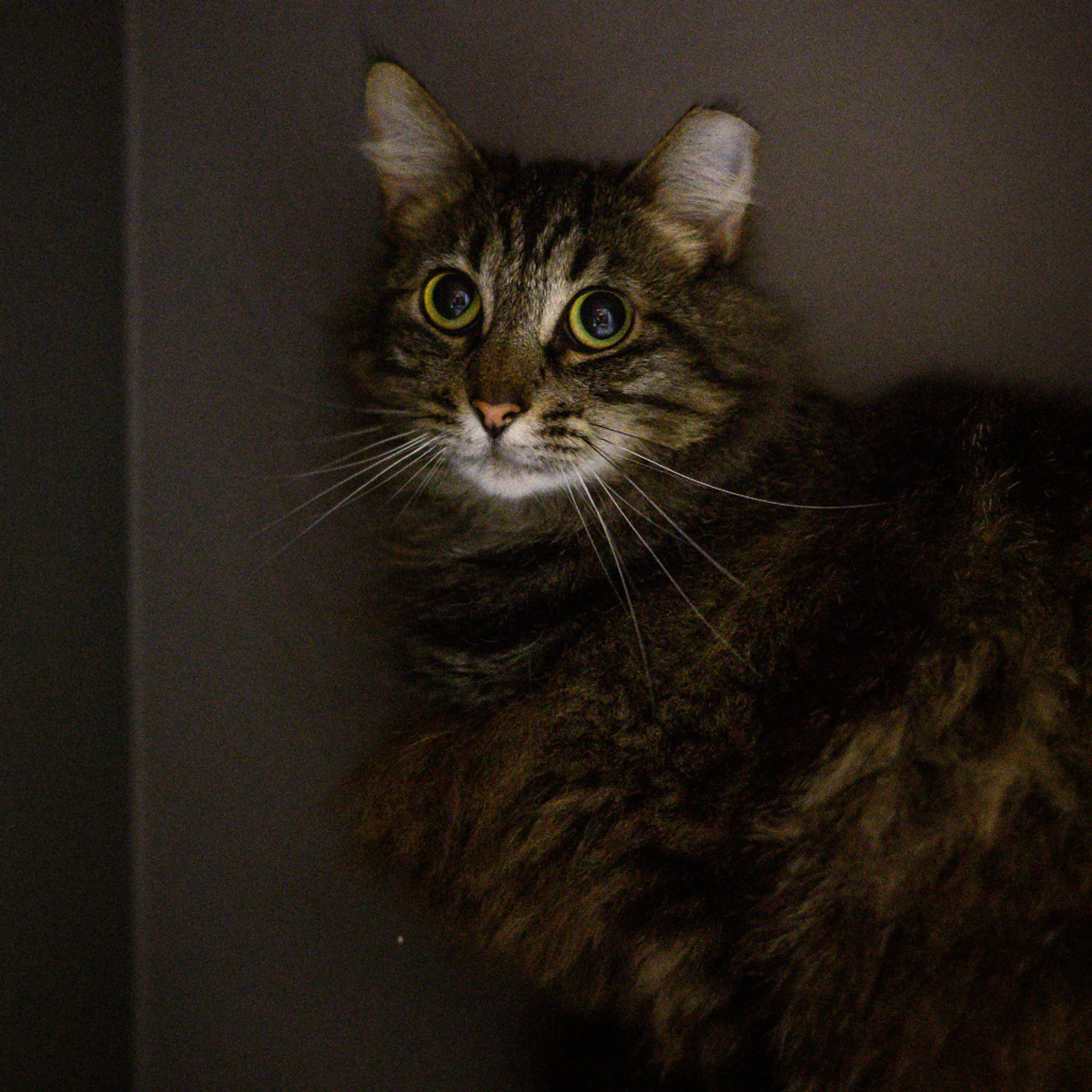 Found pet-3