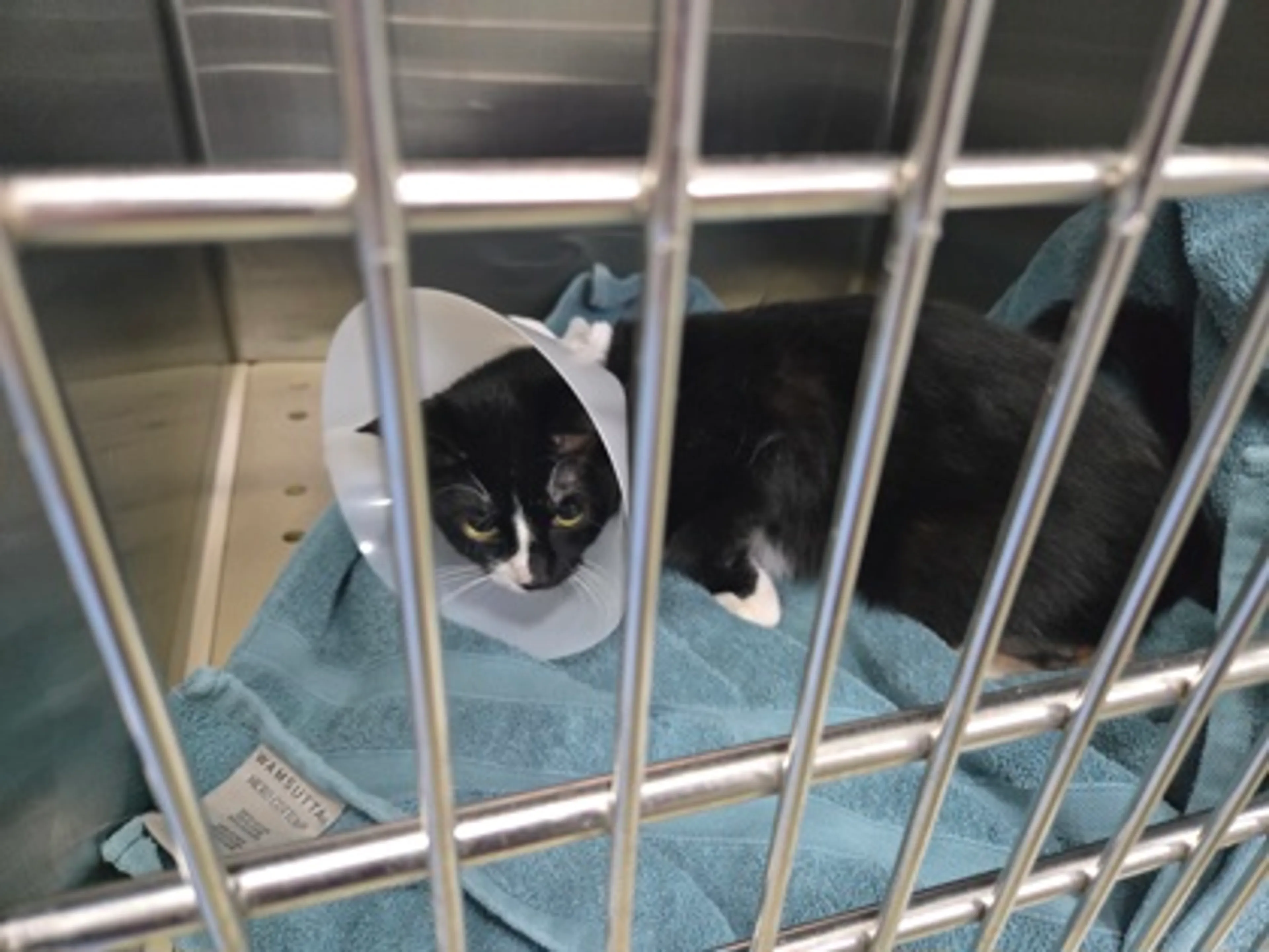 Found pet