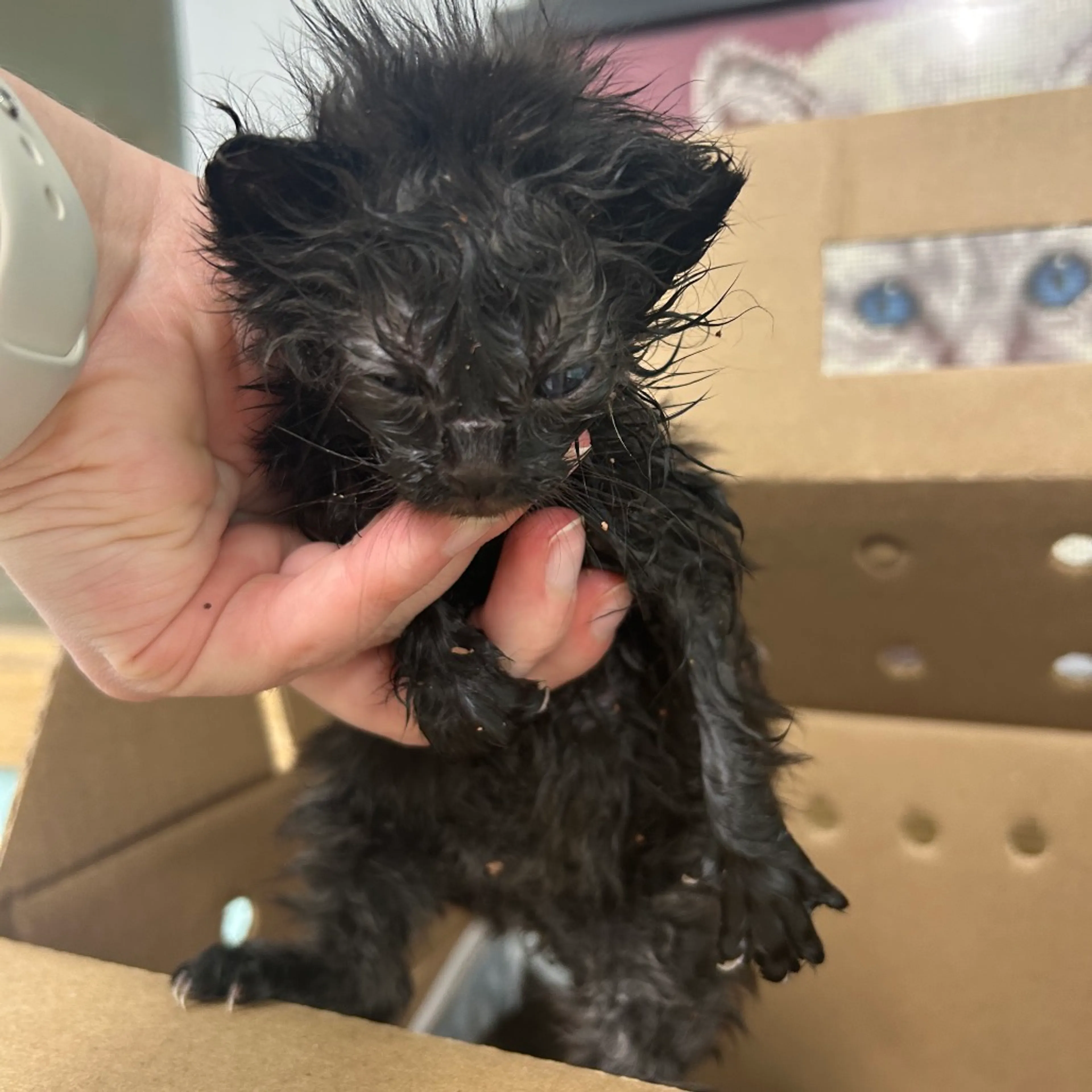 Found pet