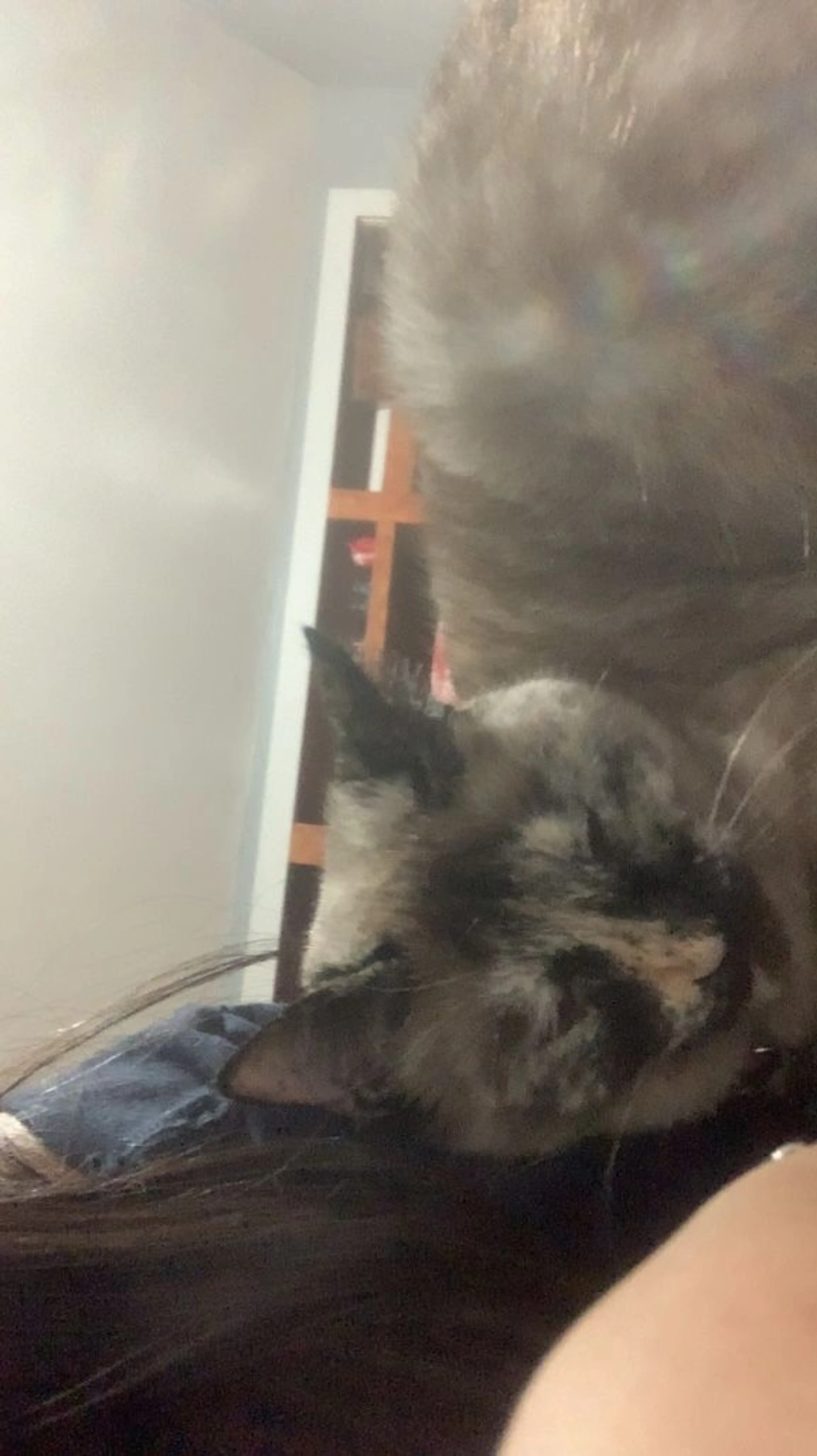 Lost pet