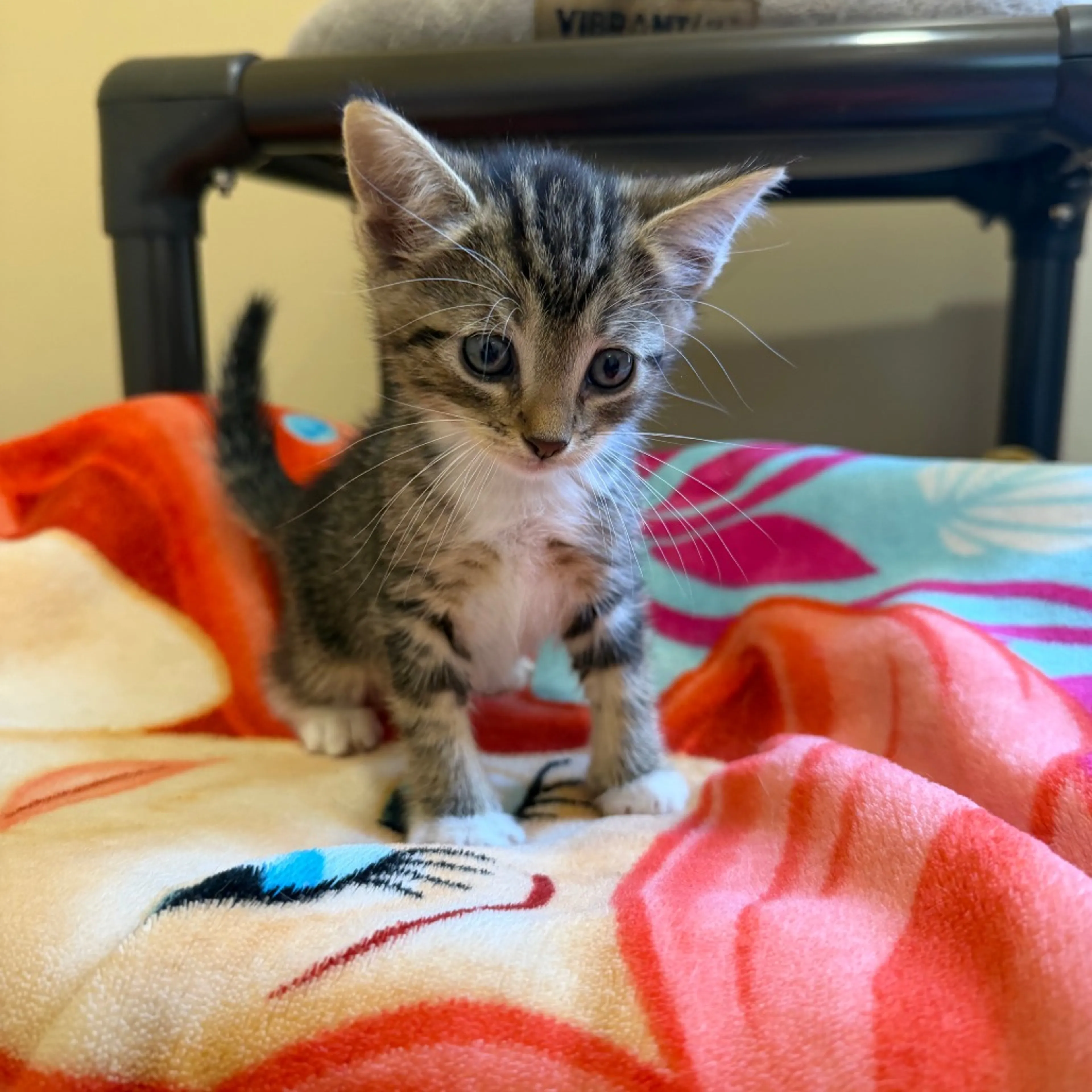 Found pet-1