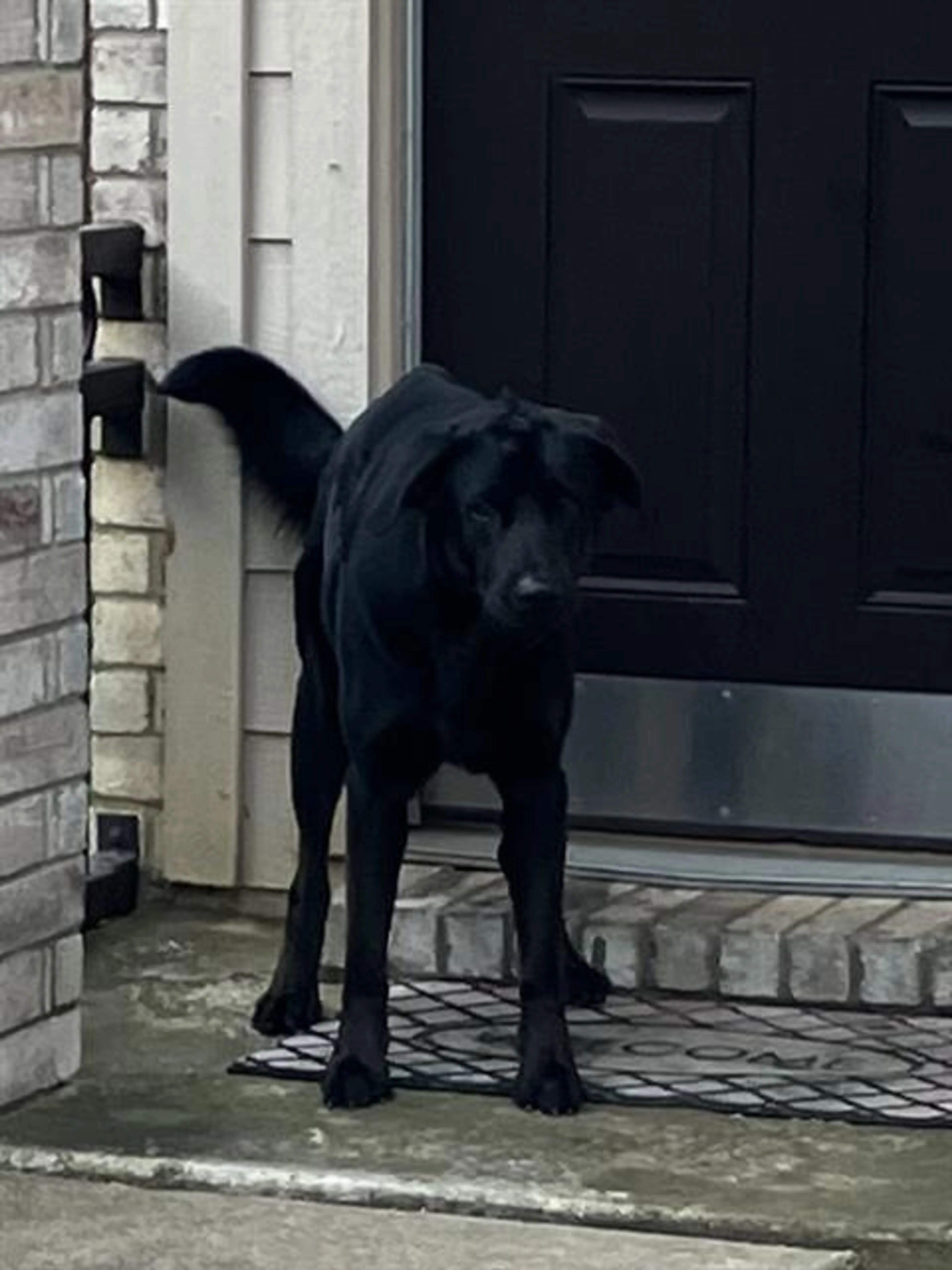 Found pet