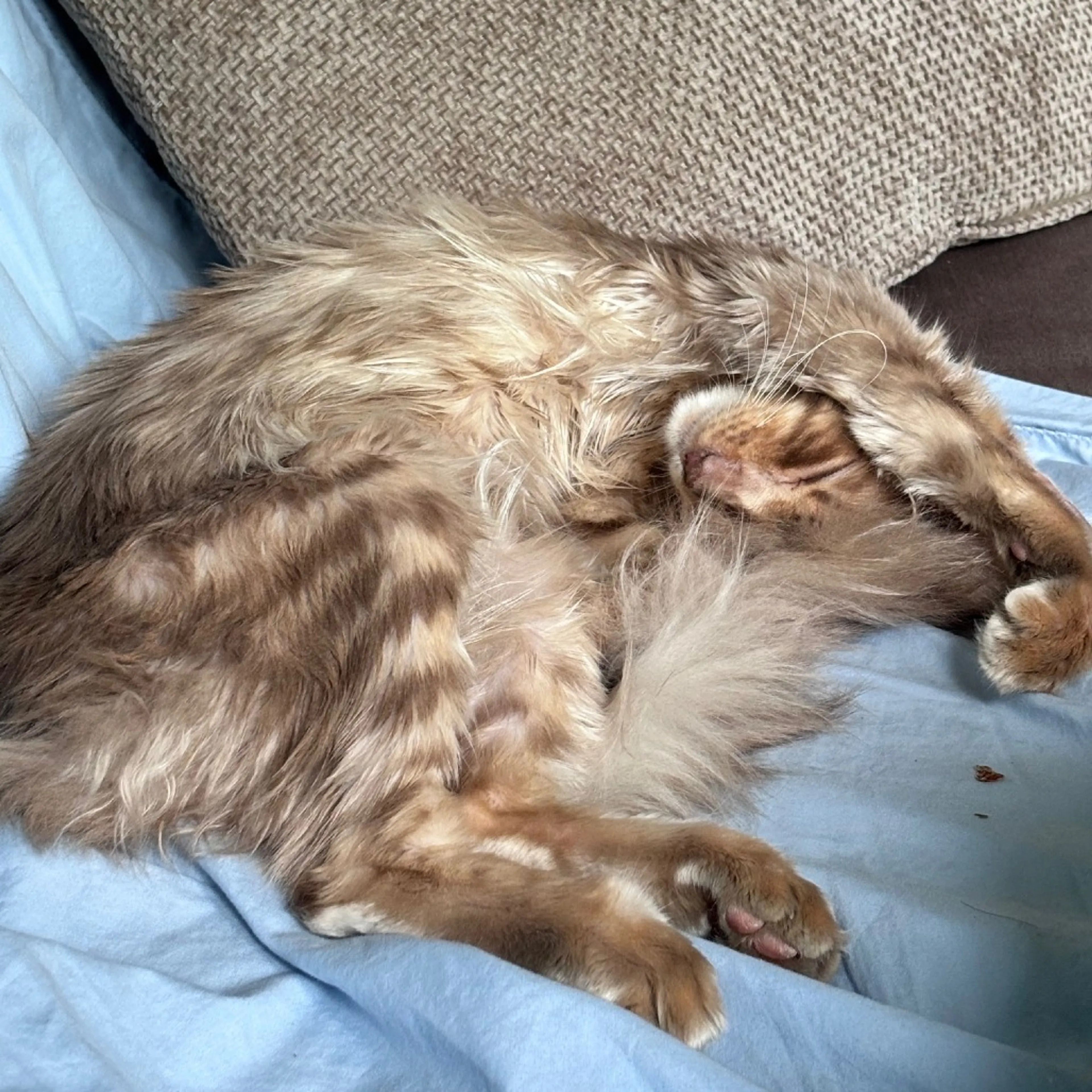Found pet-3