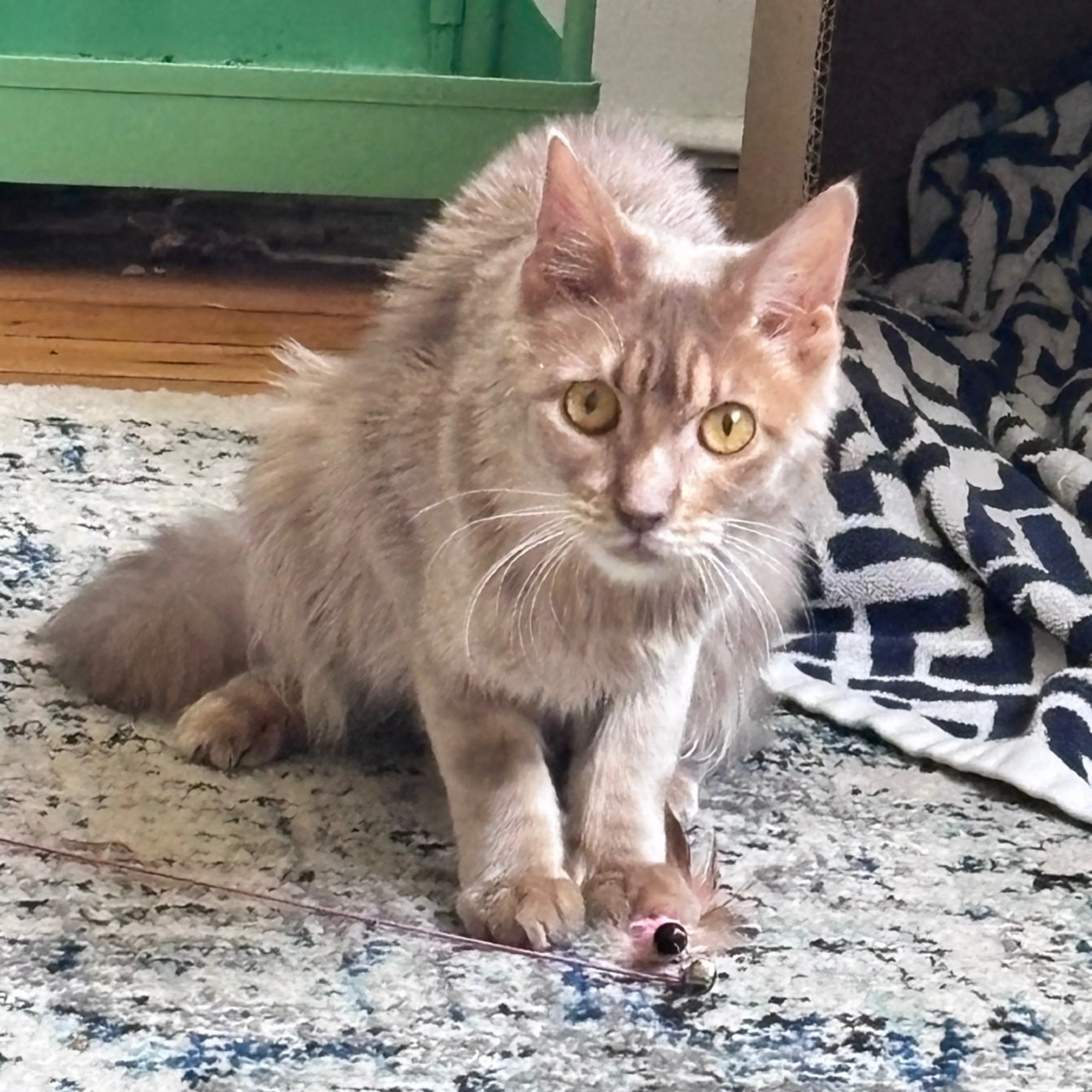 Found pet-1