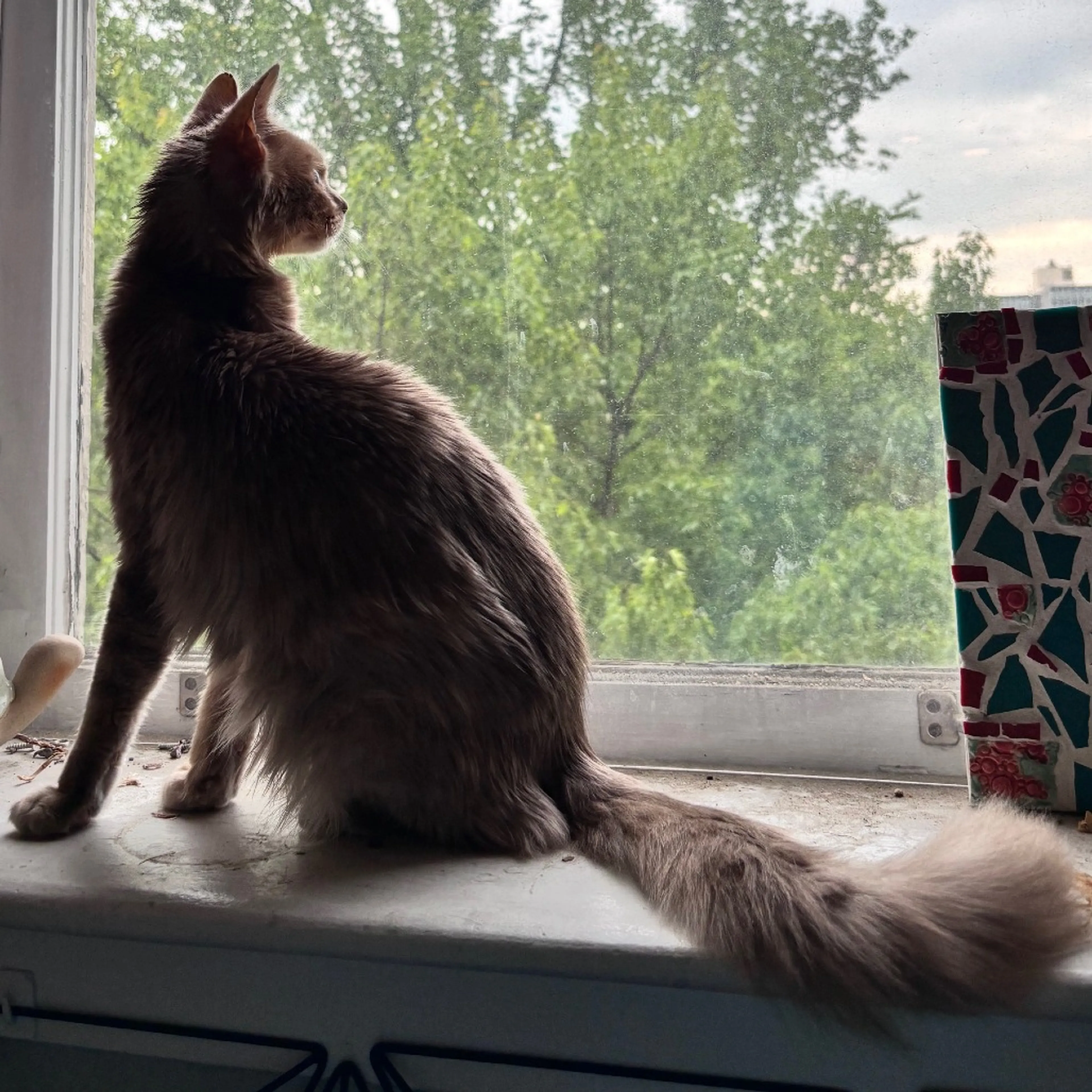 Found pet-2