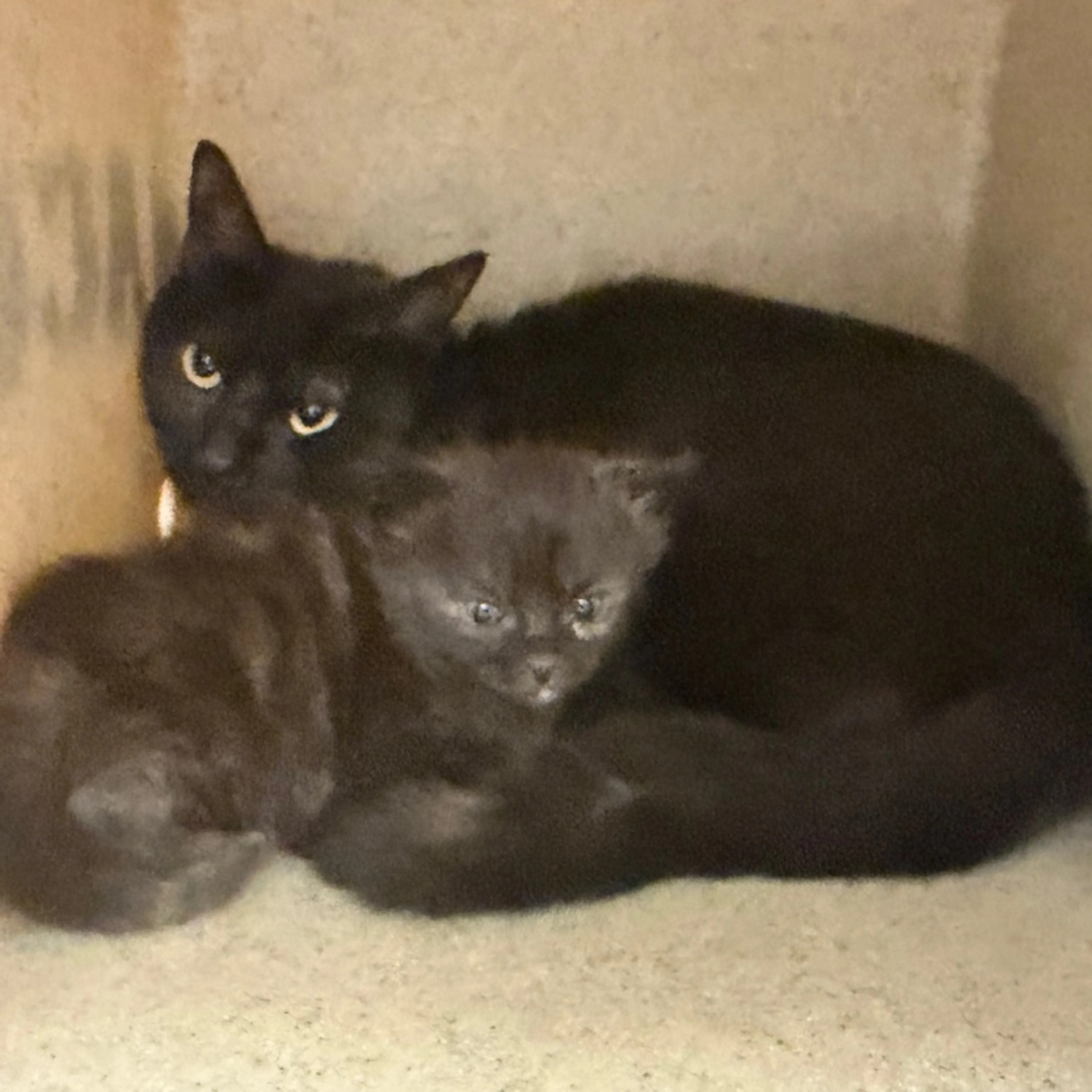 Found pet-1
