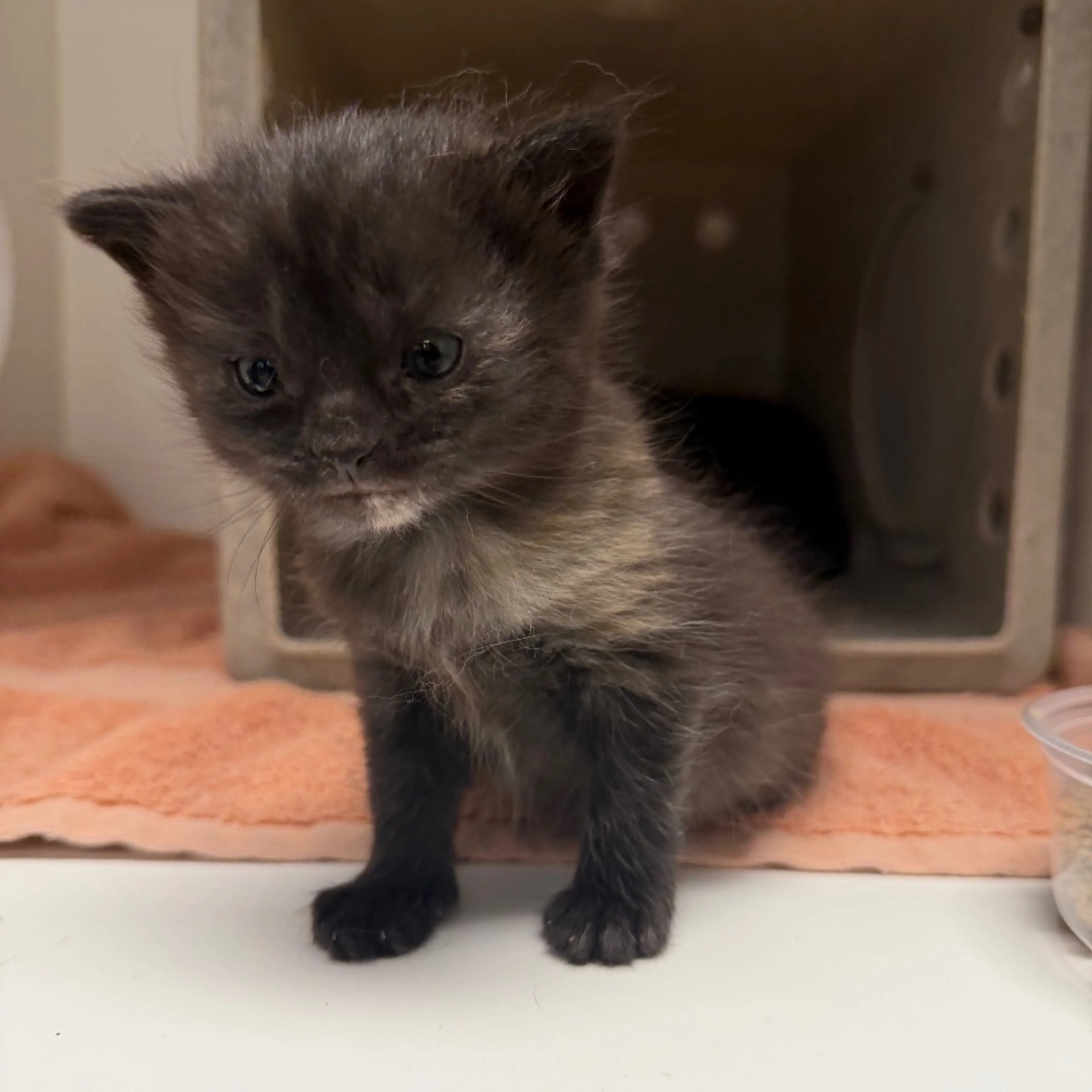 Found pet-3