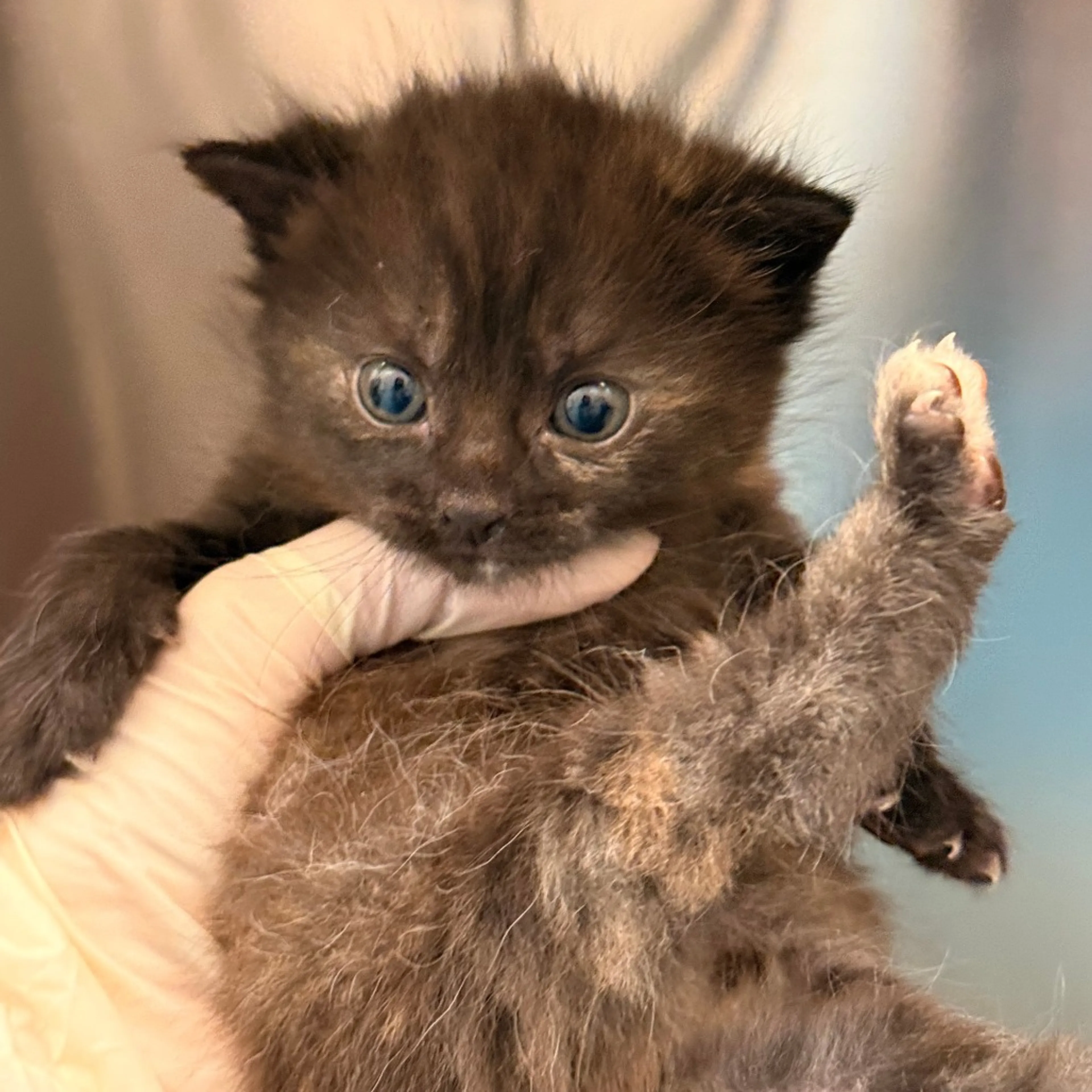Found pet-2