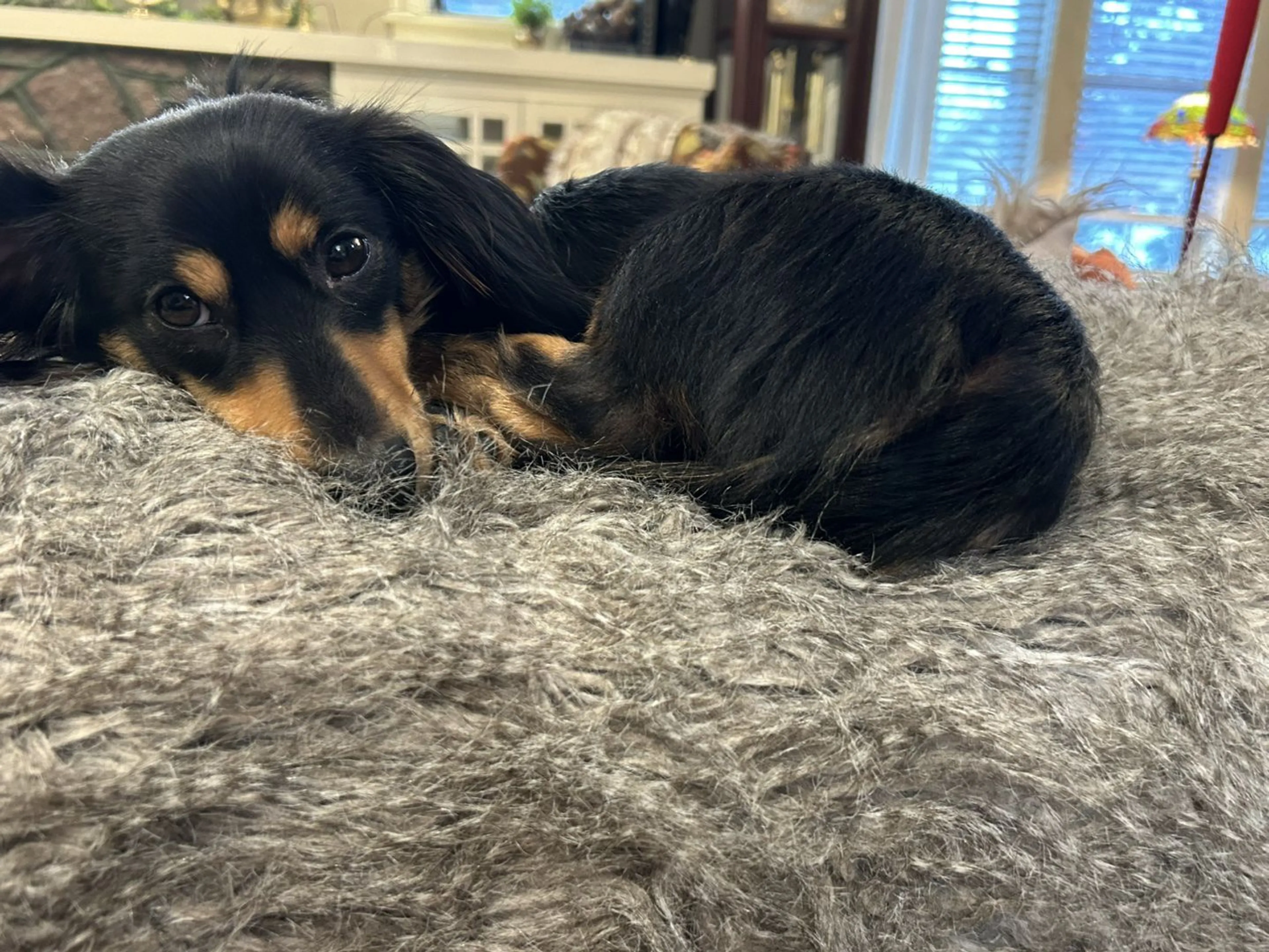 Lost pet-0