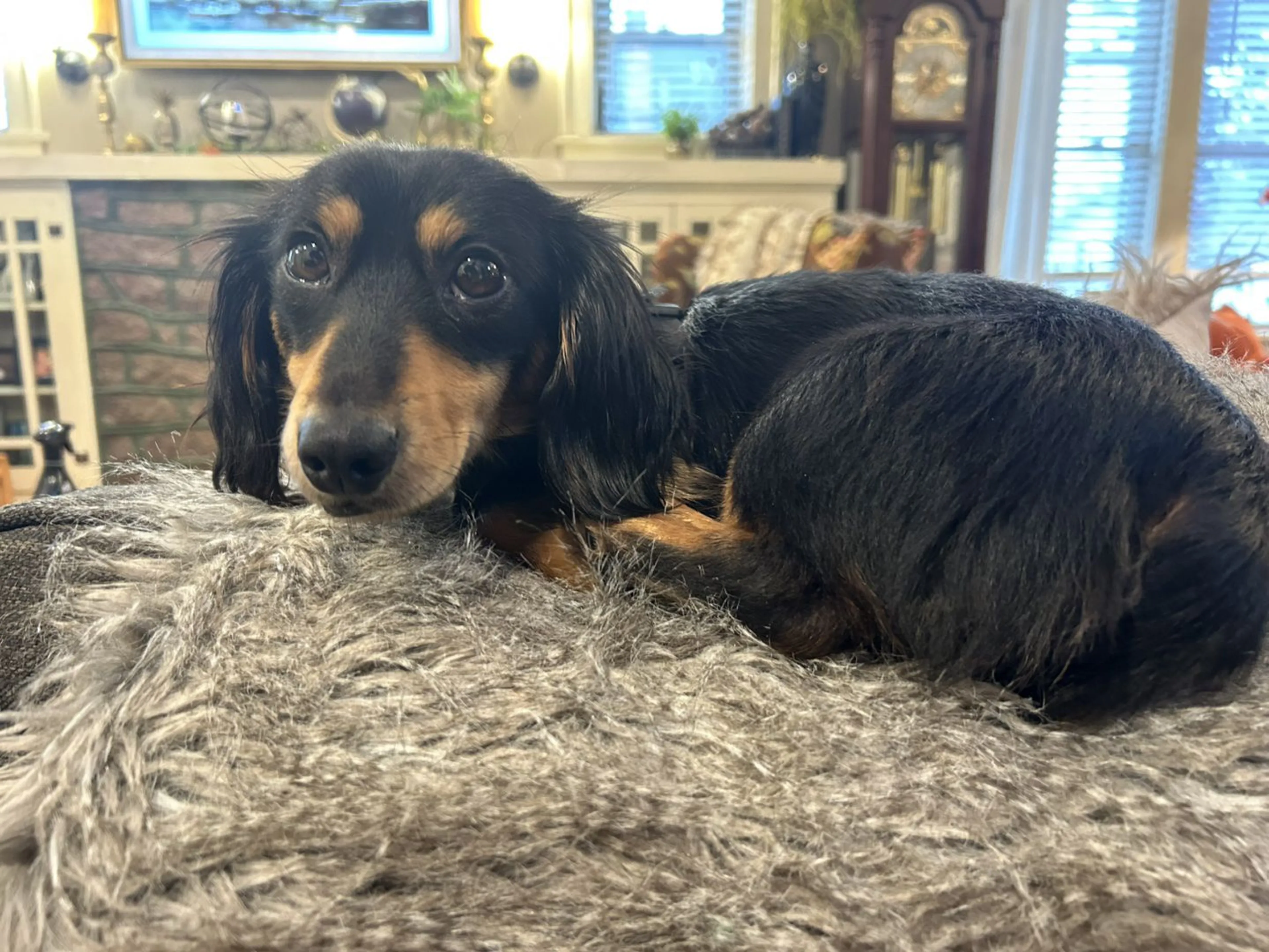 Lost pet-1