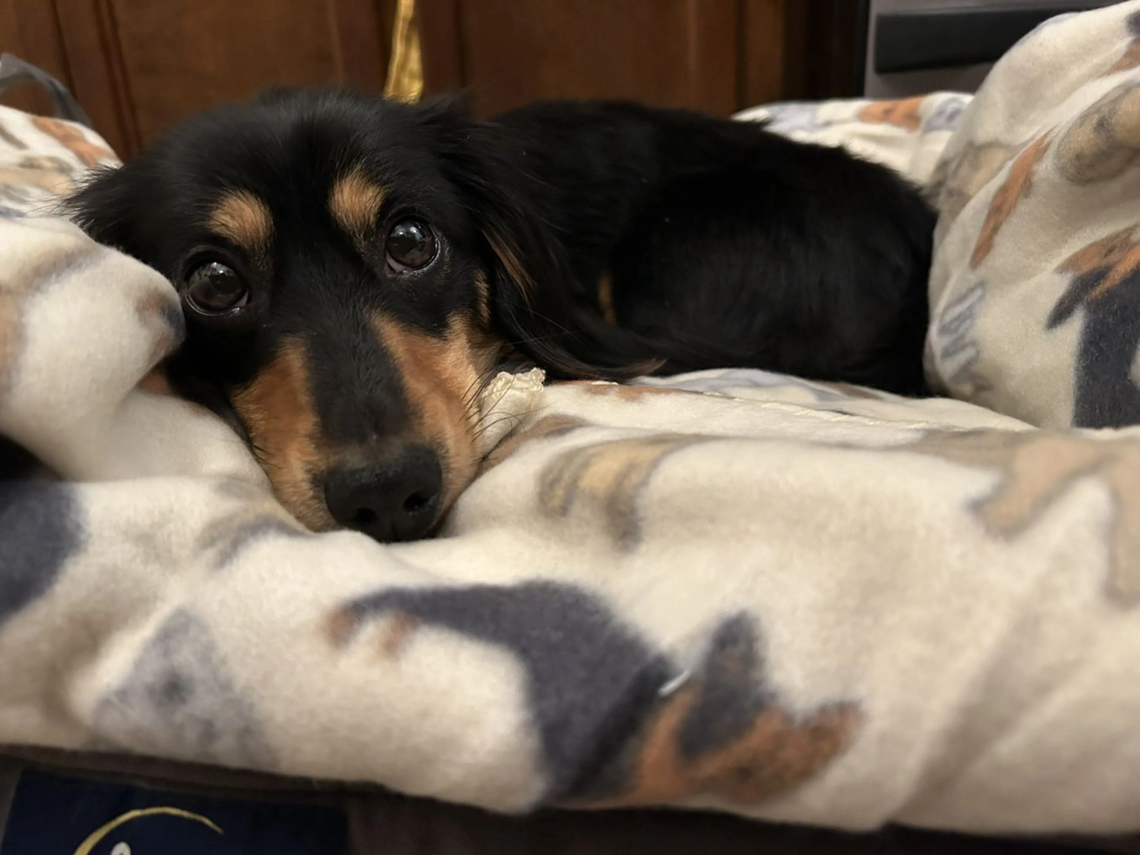 Lost pet-4