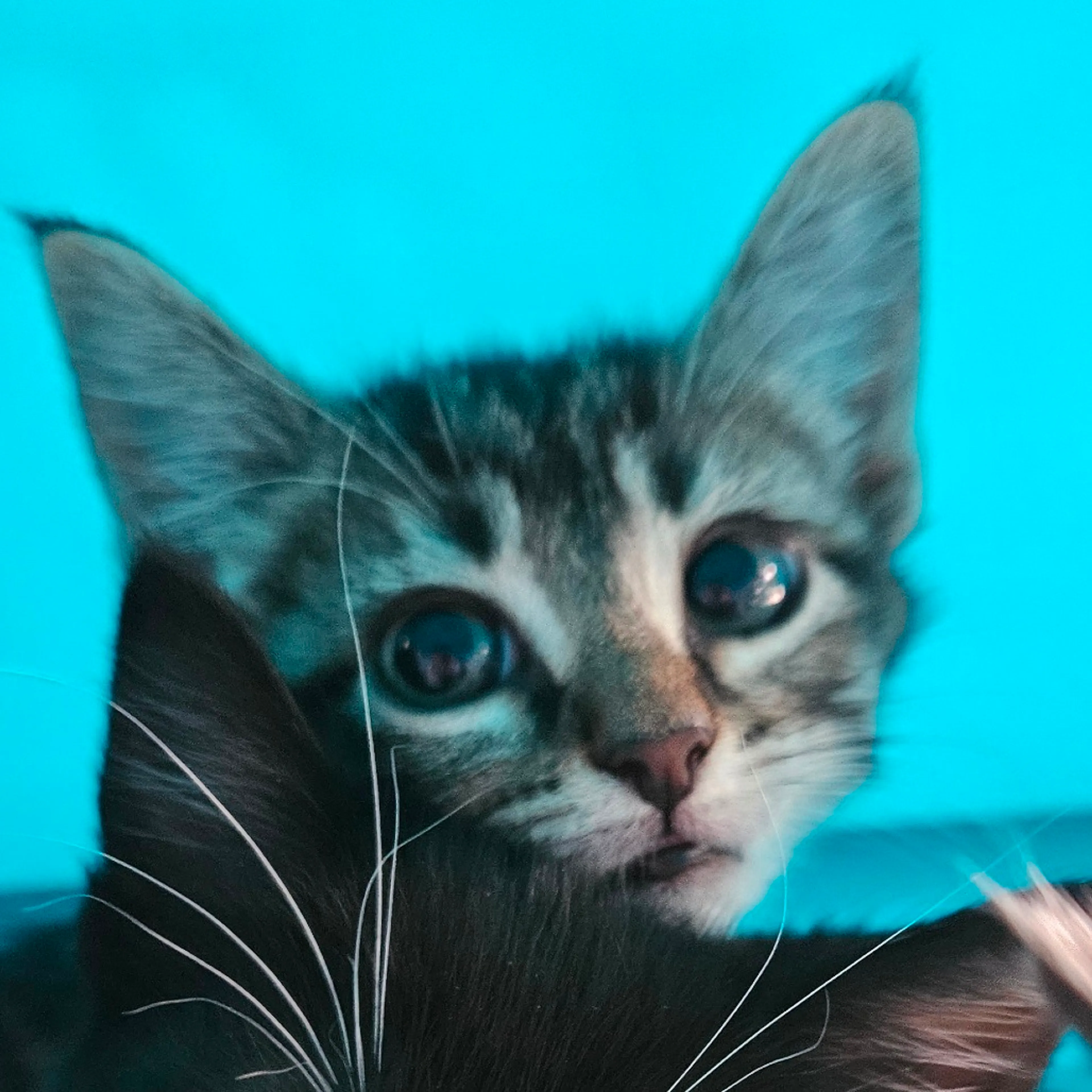Found pet-2