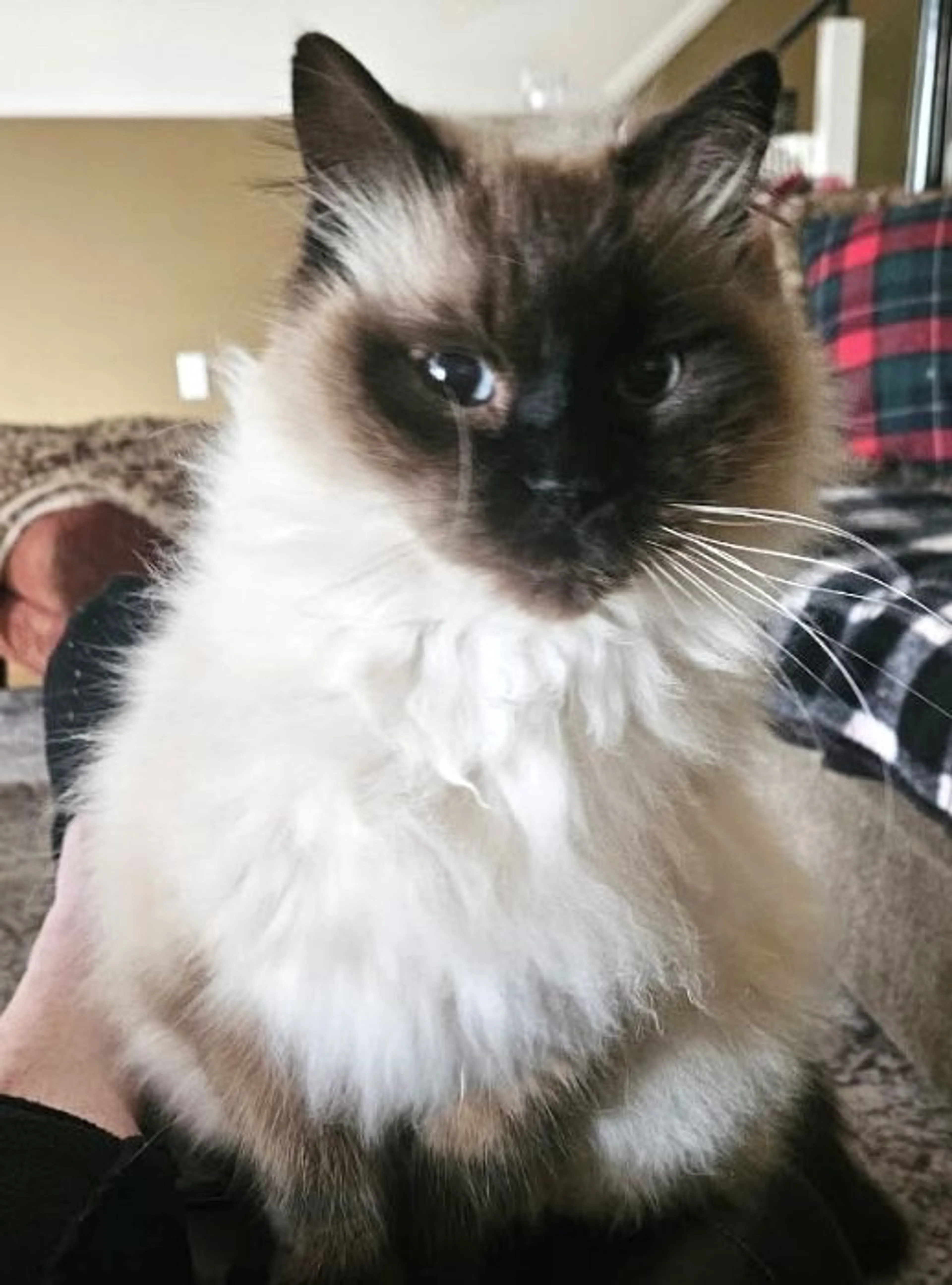 Lost pet-2