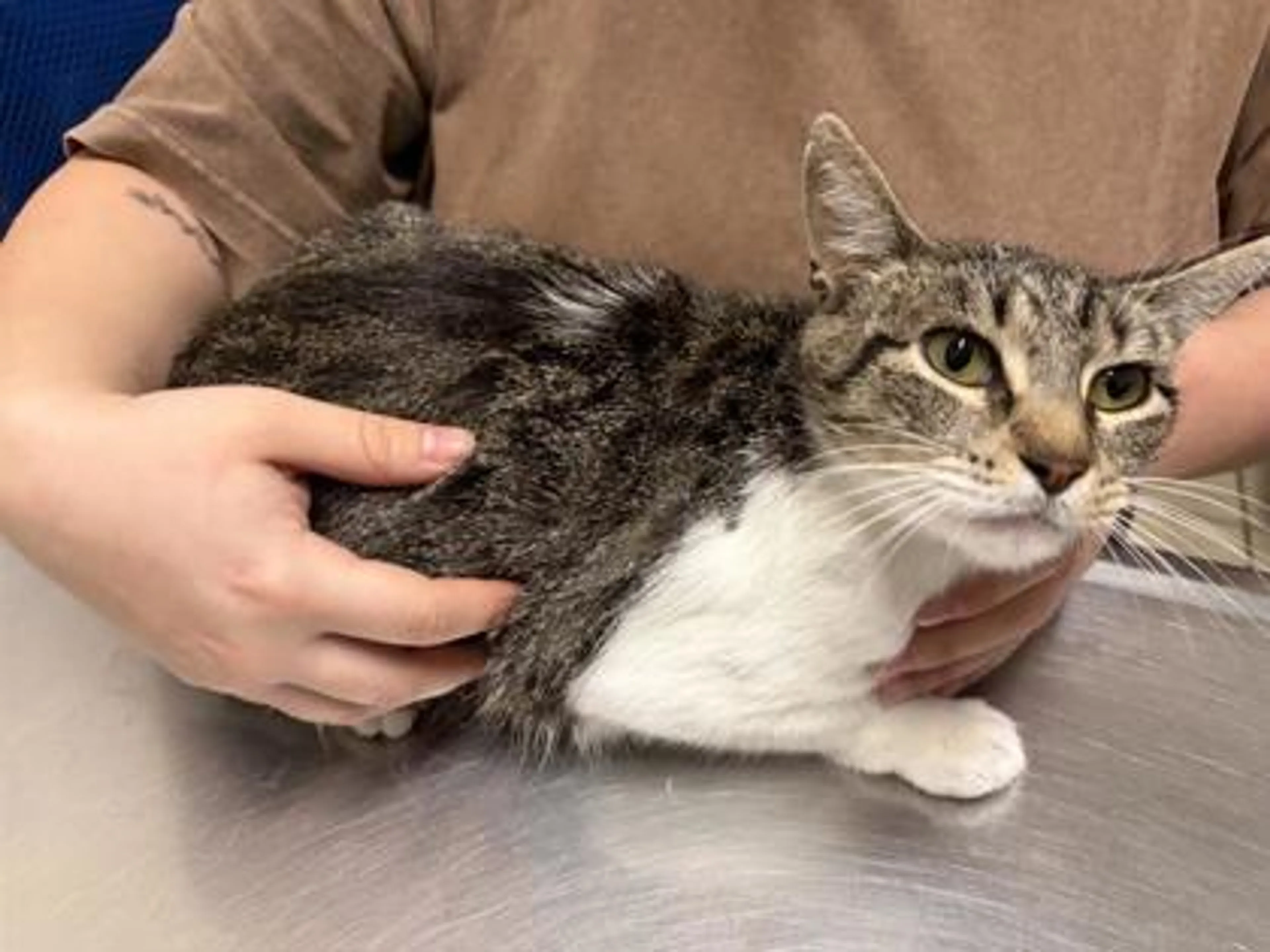 Found pet