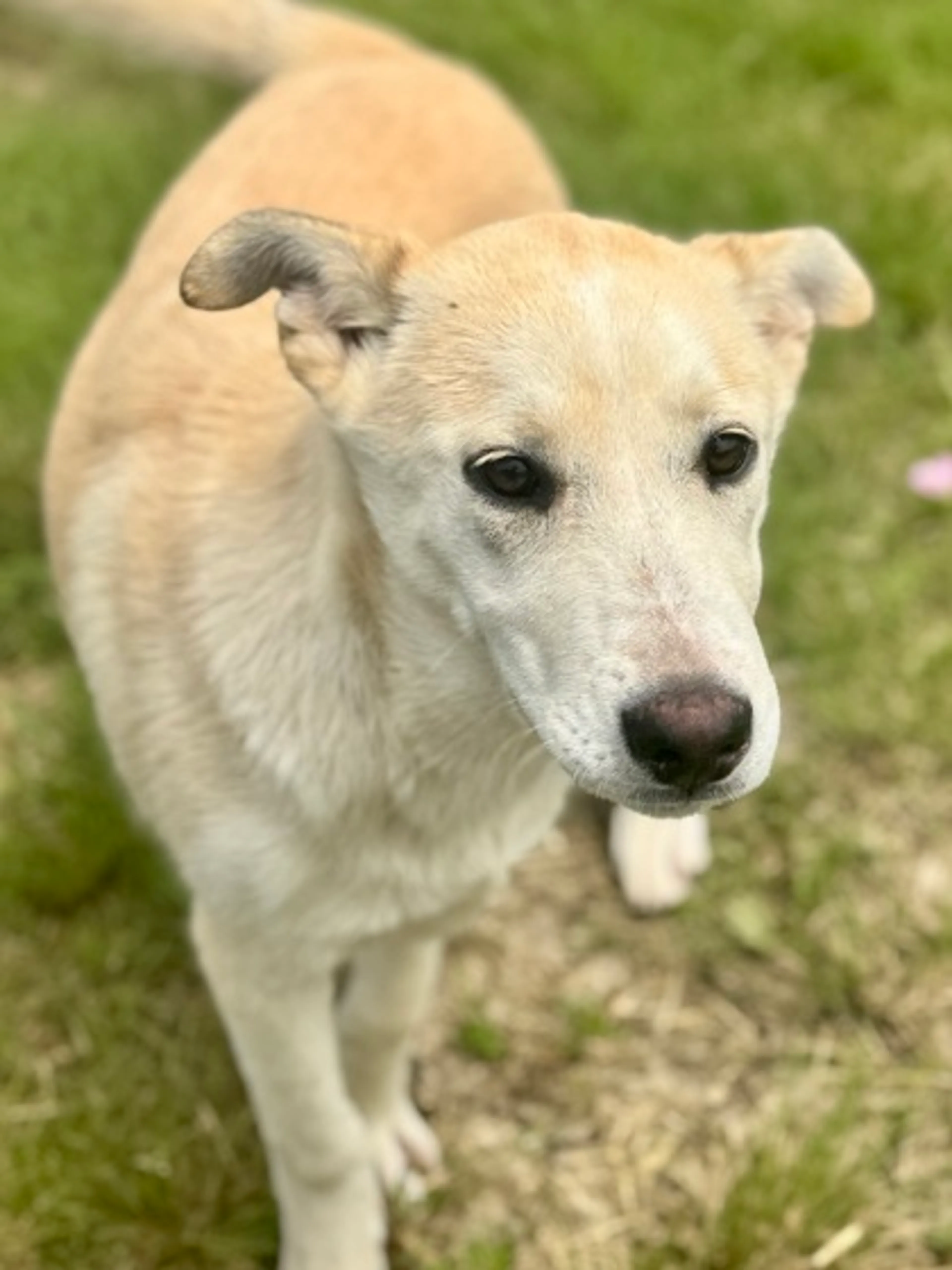 Found pet-2