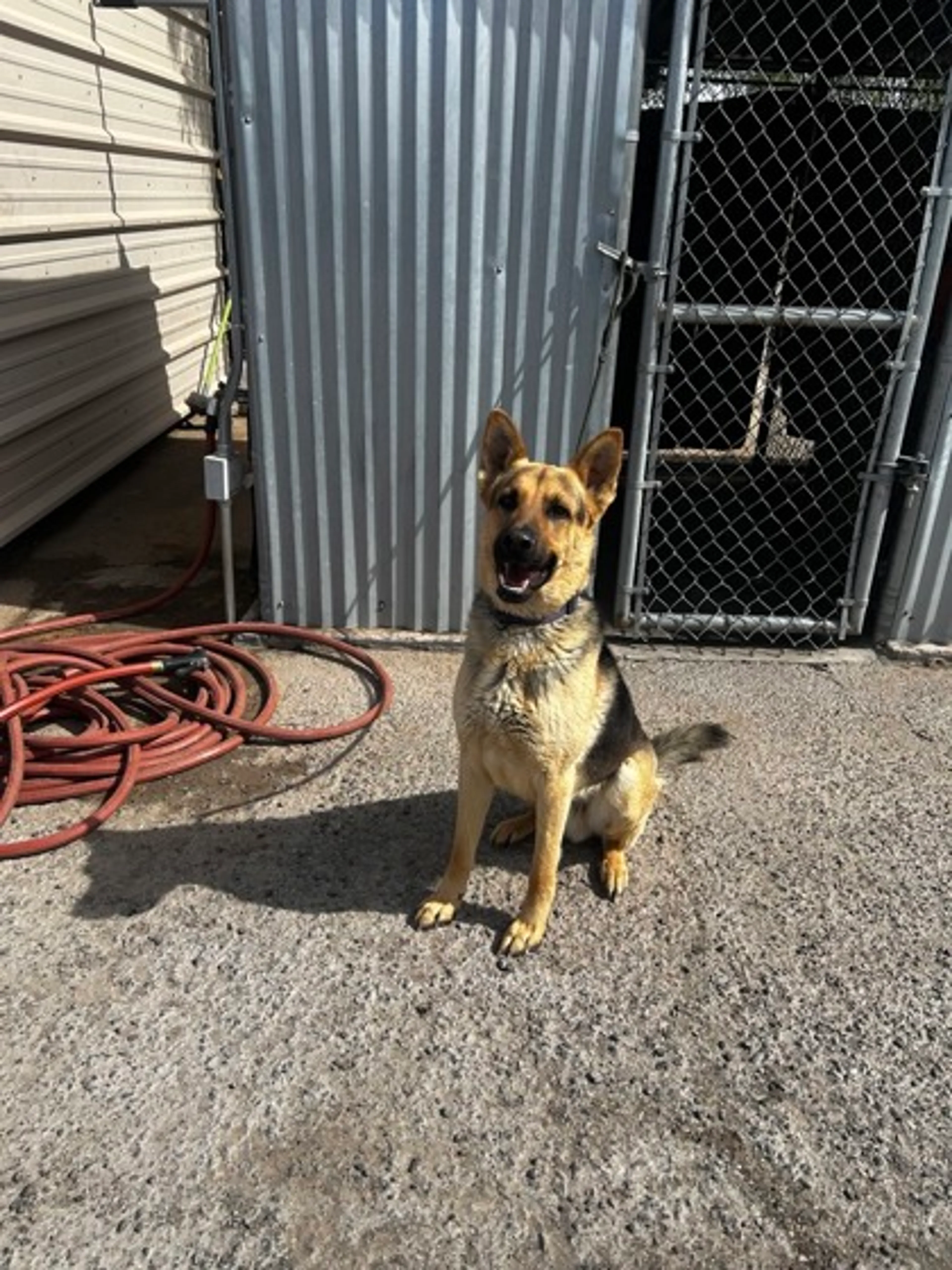 Found pet
