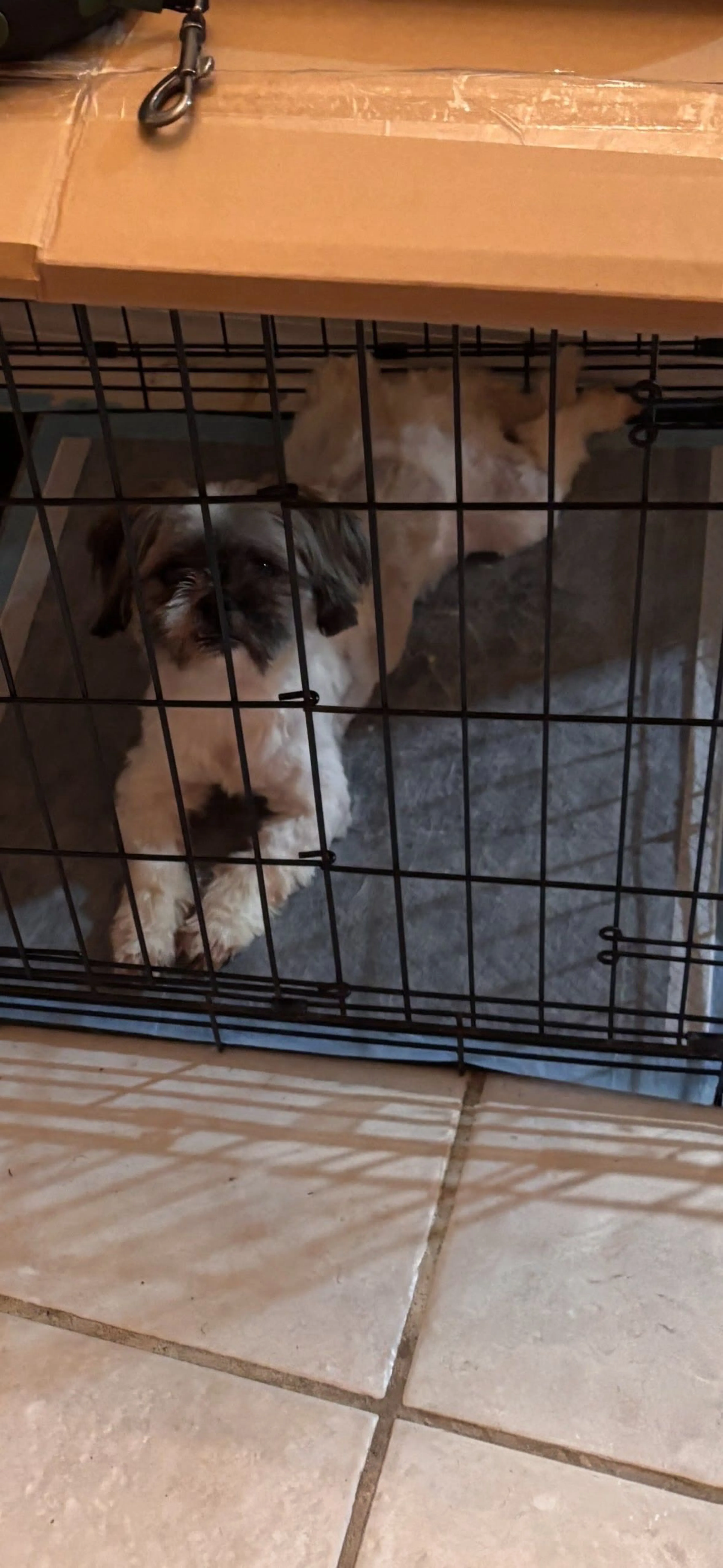 Lost pet