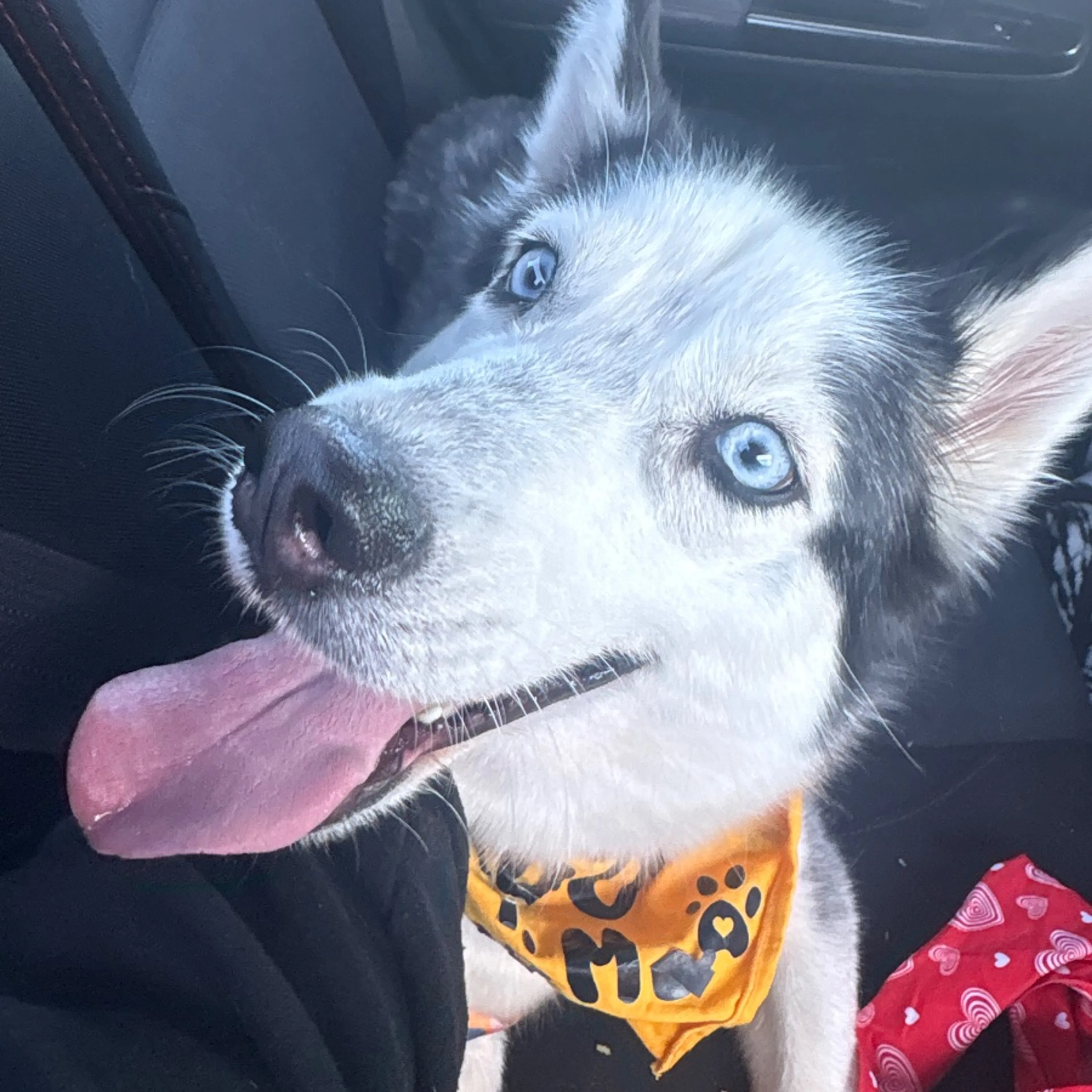 Lost pet
