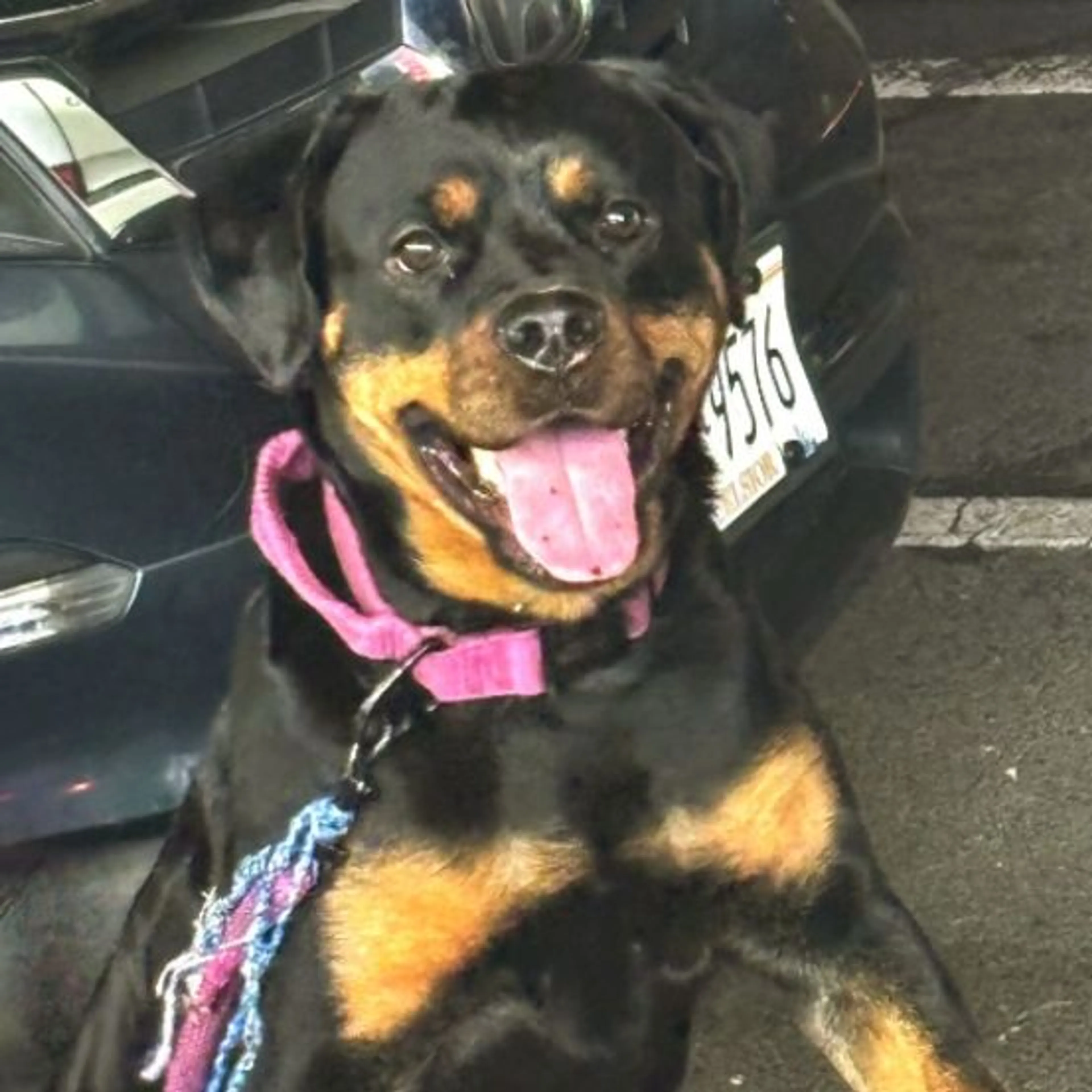 Lost pet