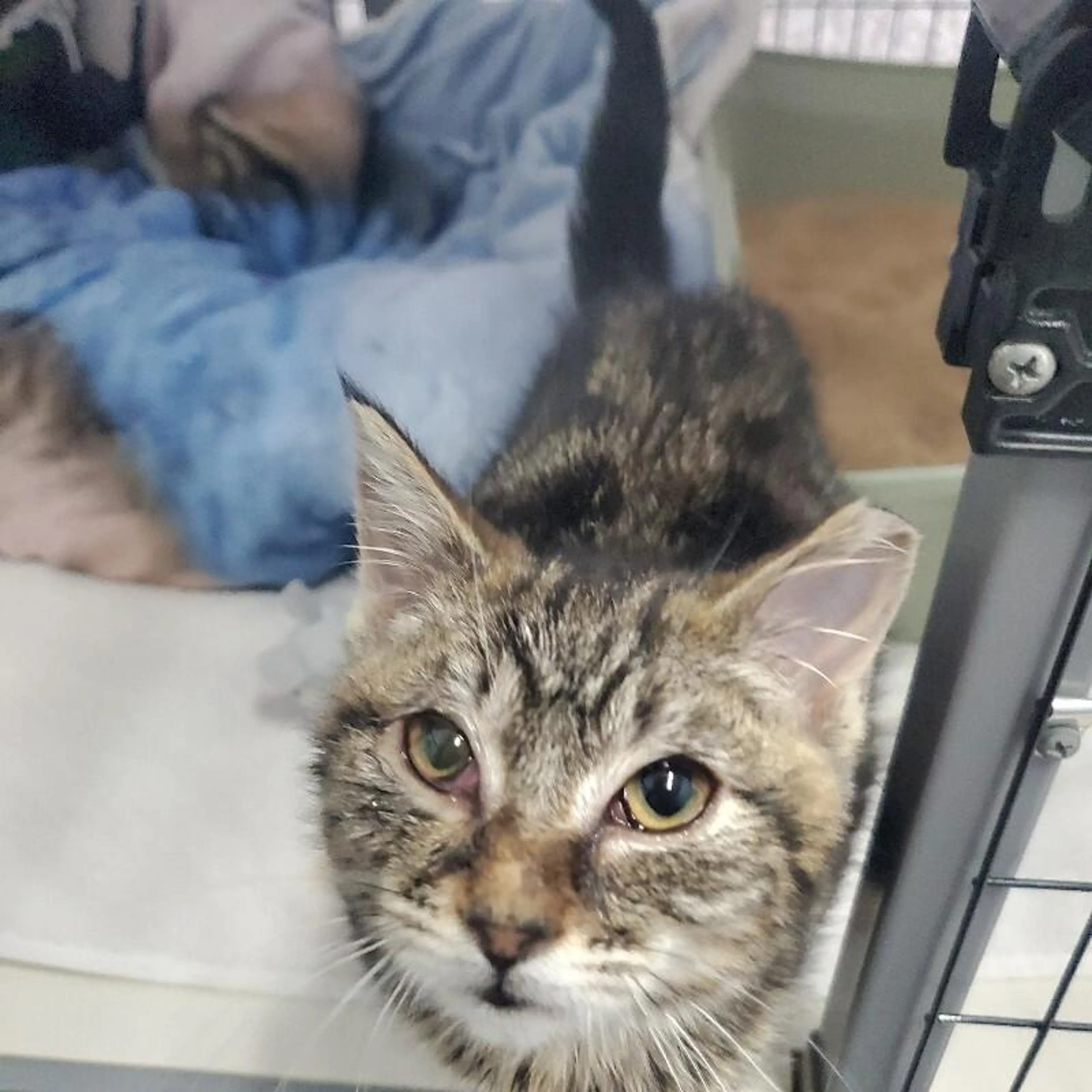 Found pet-4