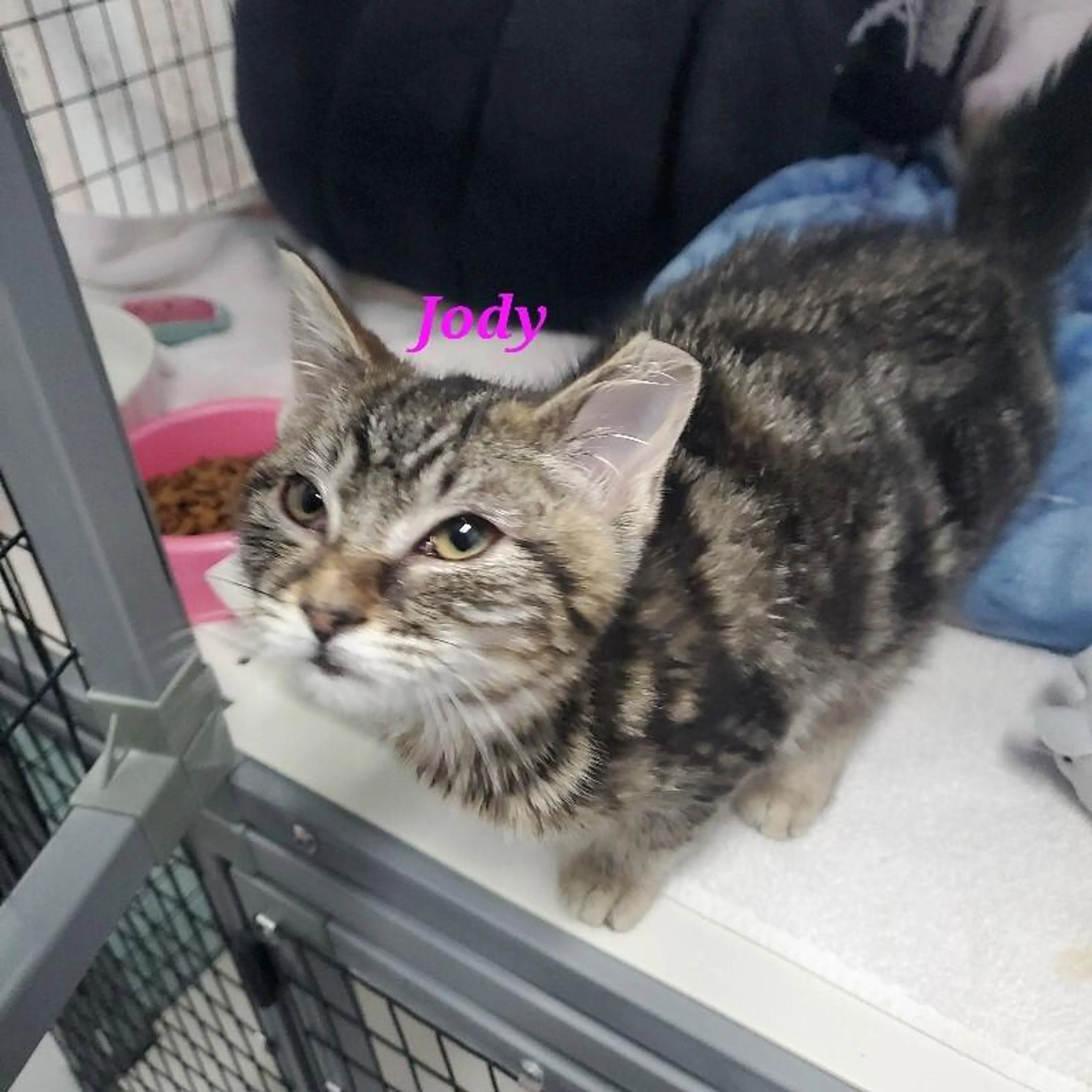 Found pet-3