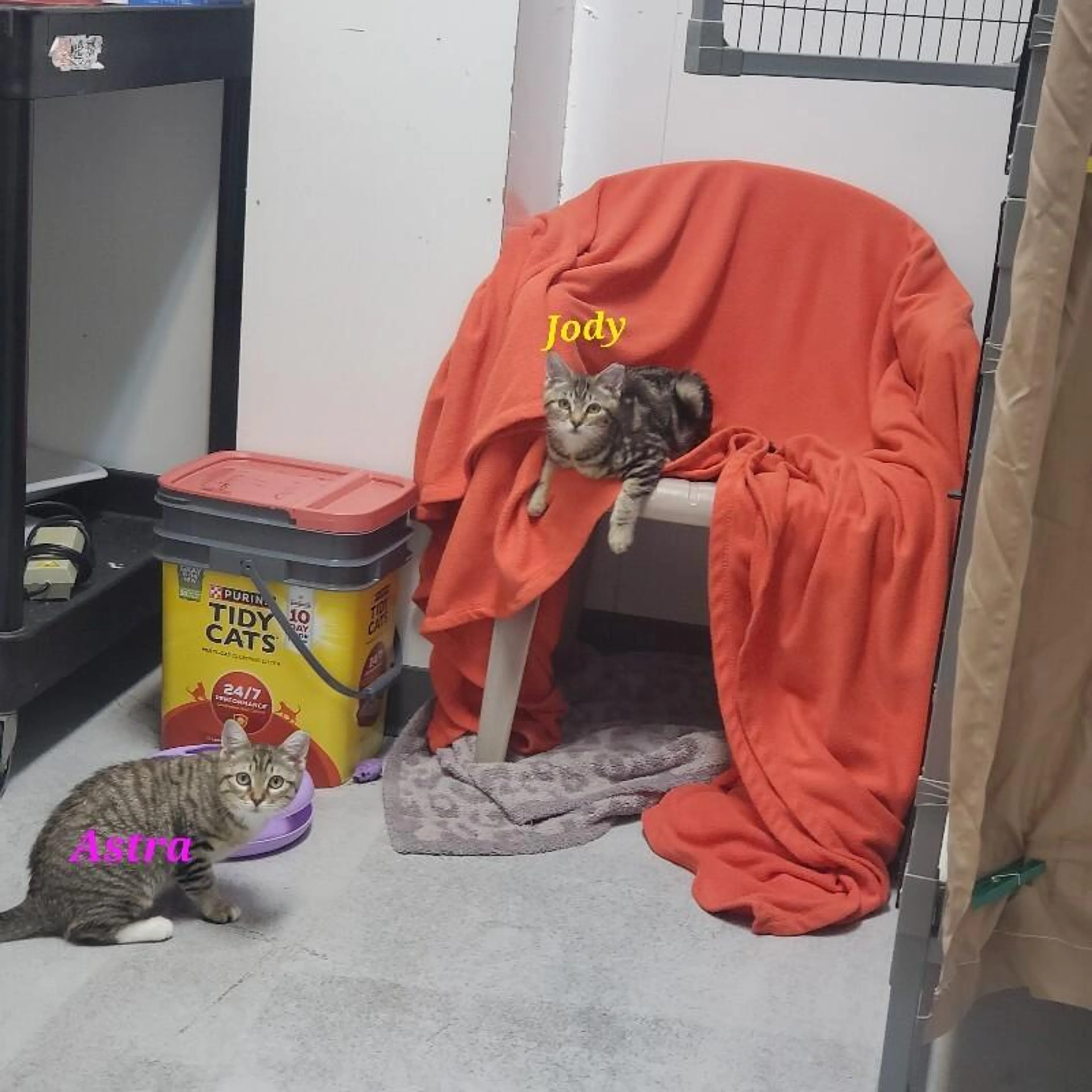 Found pet-0