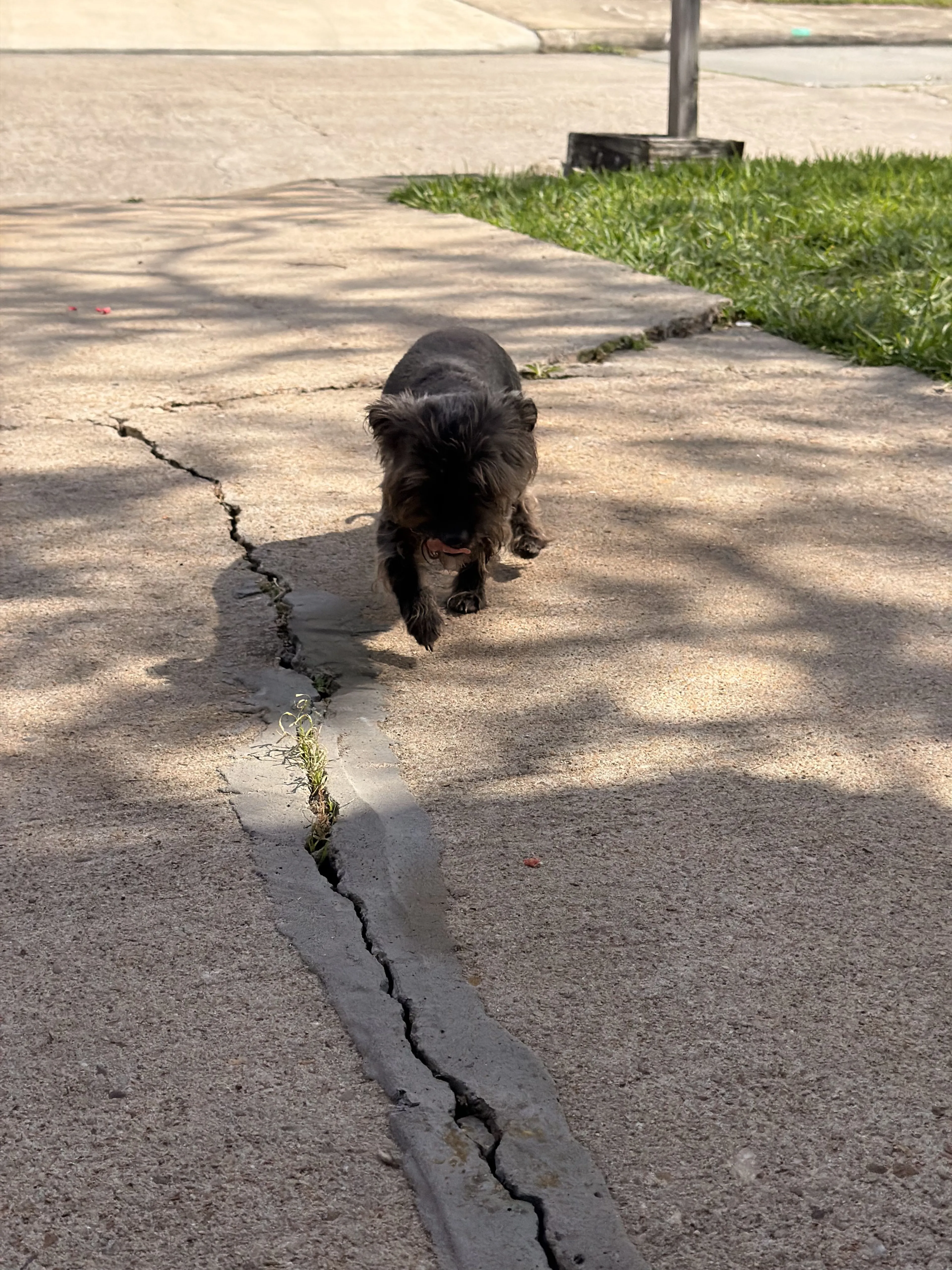 Lost pet-1