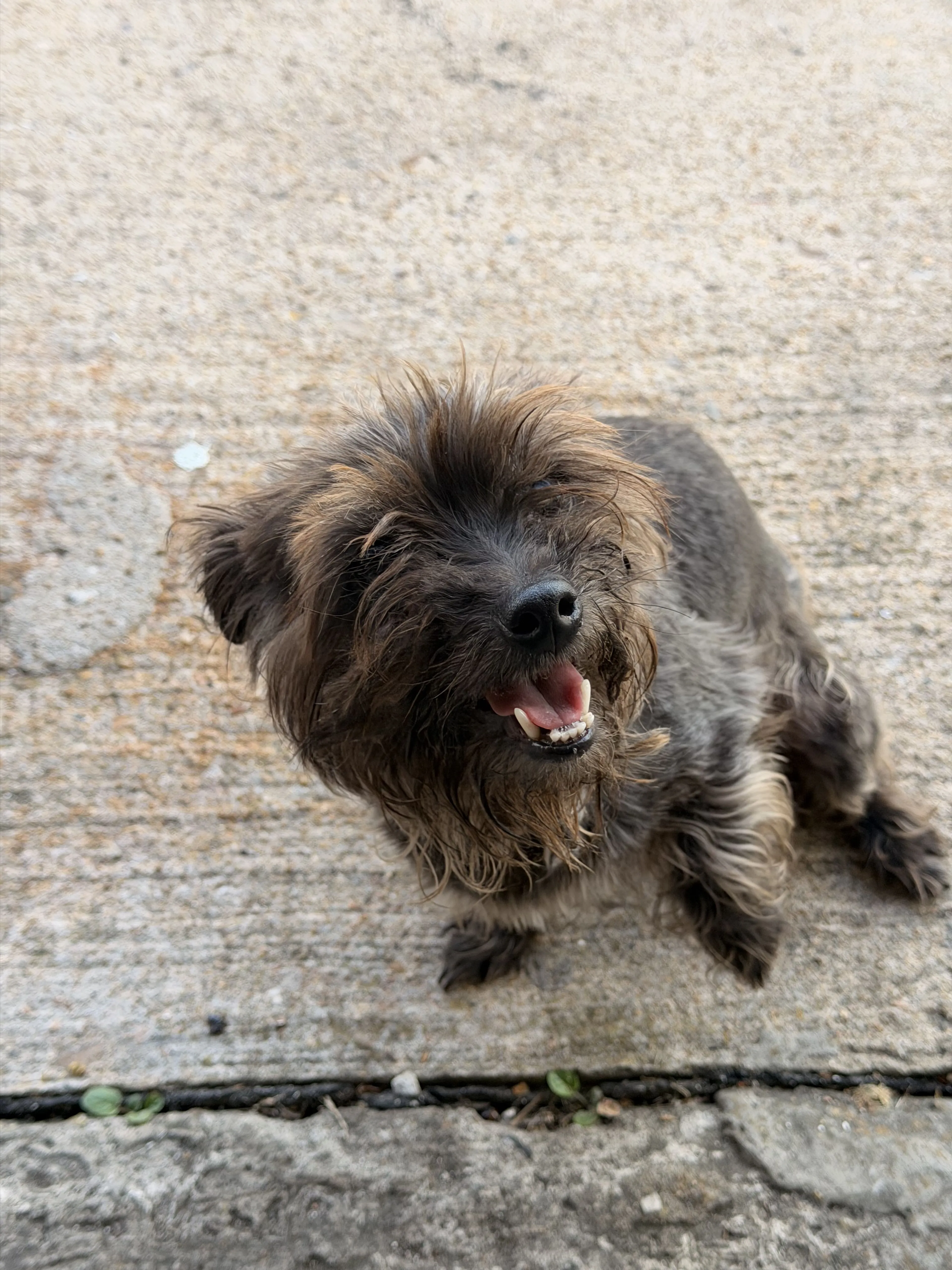 Lost pet-0